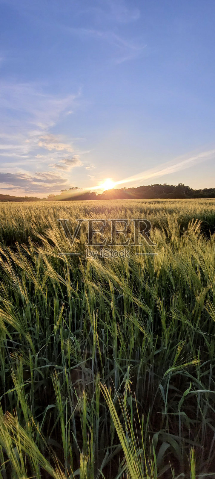 垂直拍摄的美丽日出在绿色的麦田照片摄影图片