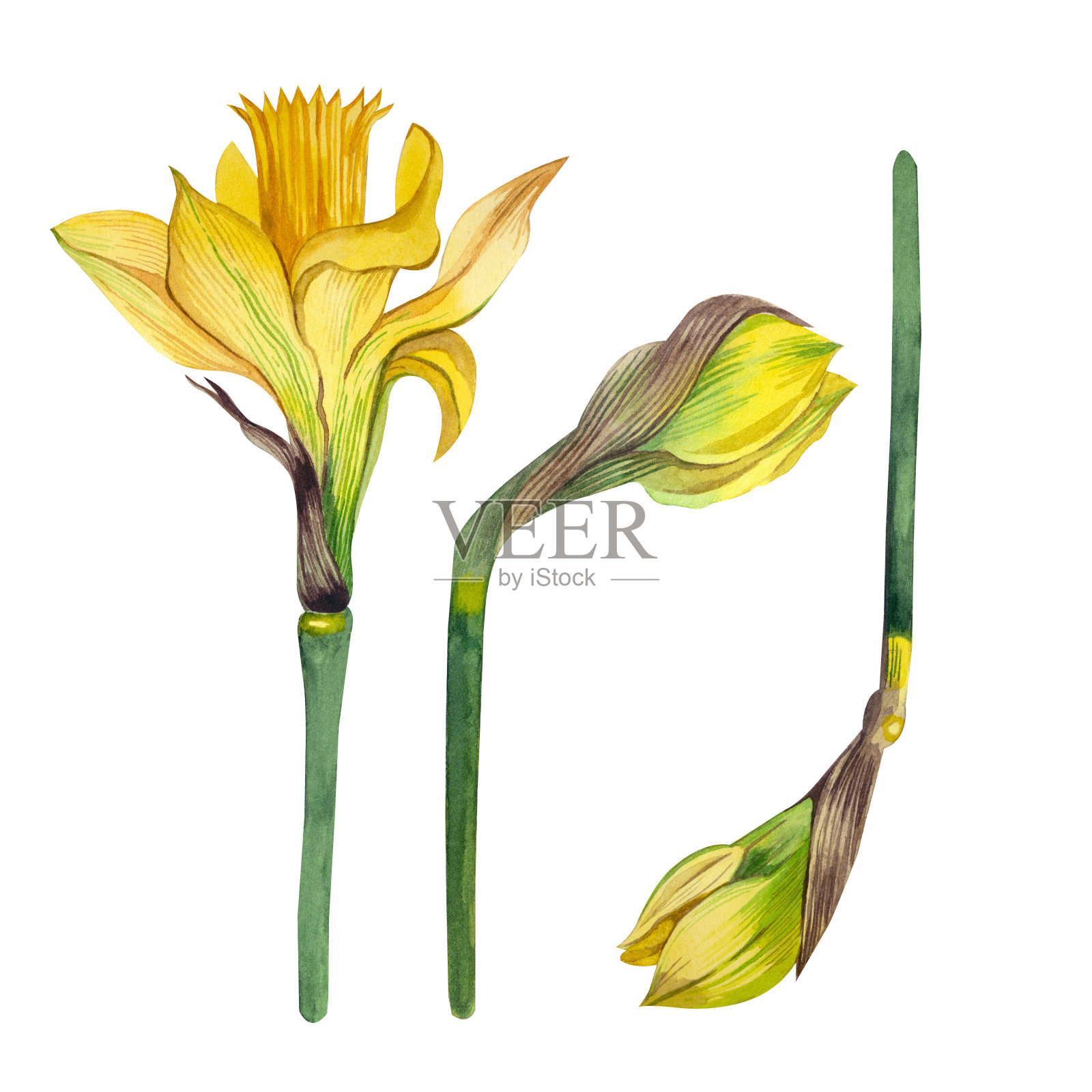 一组水彩元素，黄色水仙花用水彩手绘，孤立在白色背景上。插画图片素材