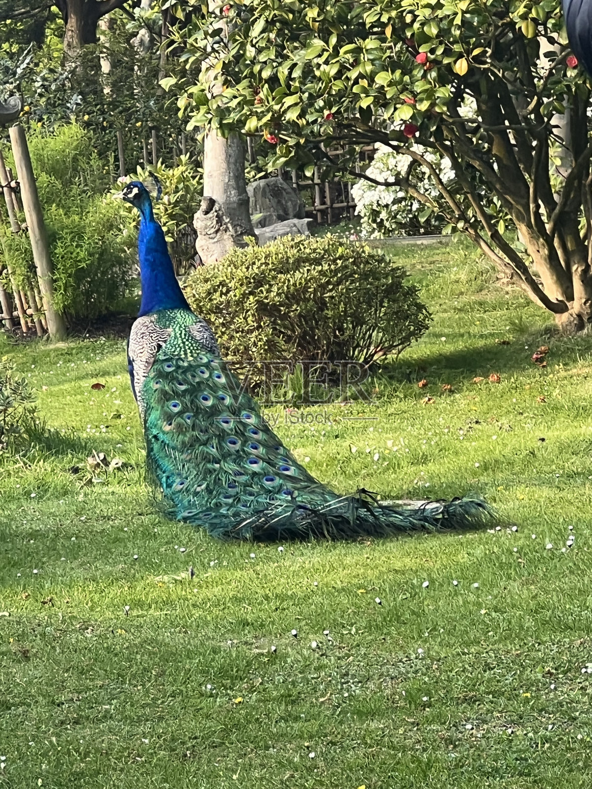 孔雀照片摄影图片