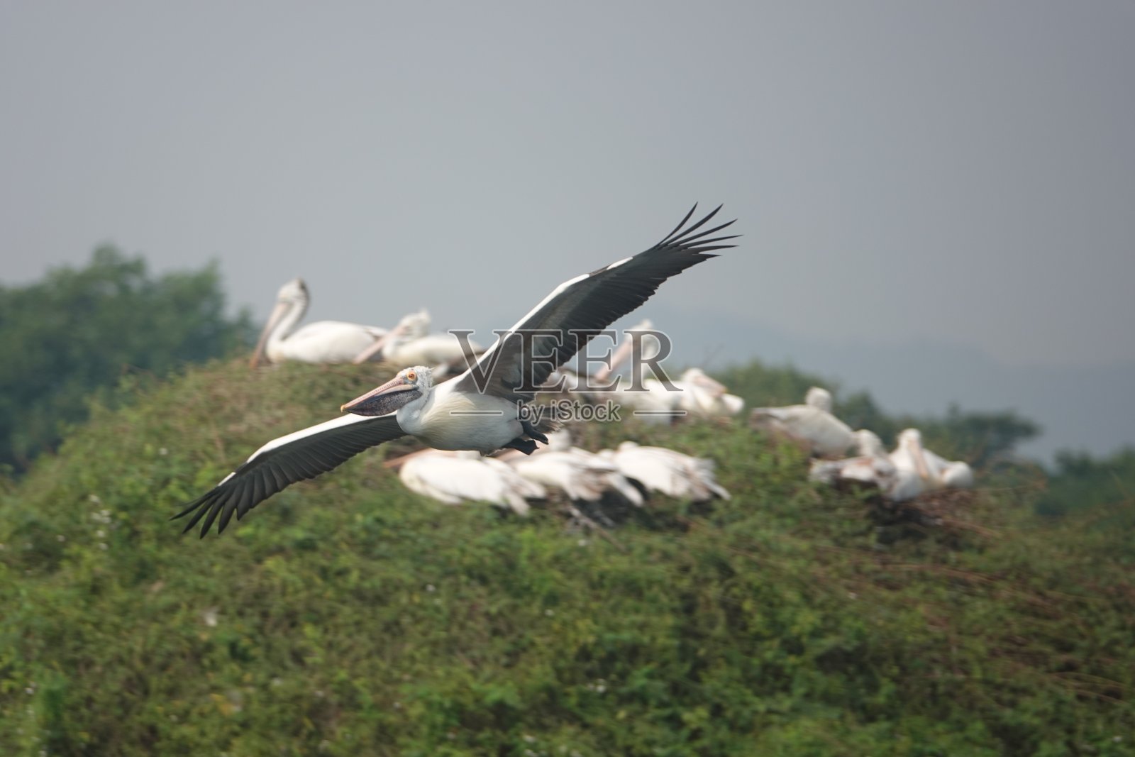 飞翔的鹈鹕的清晰图像照片摄影图片