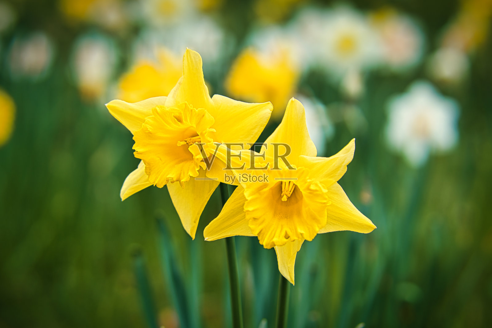 水仙花有着美丽的散景照片摄影图片