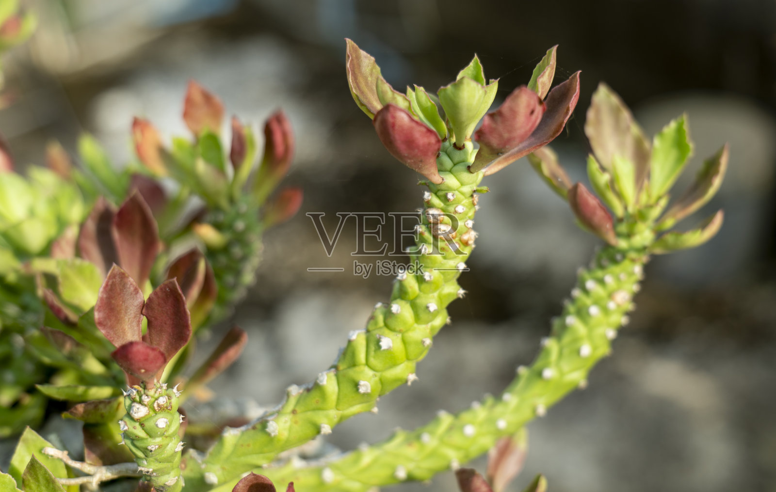 仙人掌或鞭毛仙人掌照片摄影图片