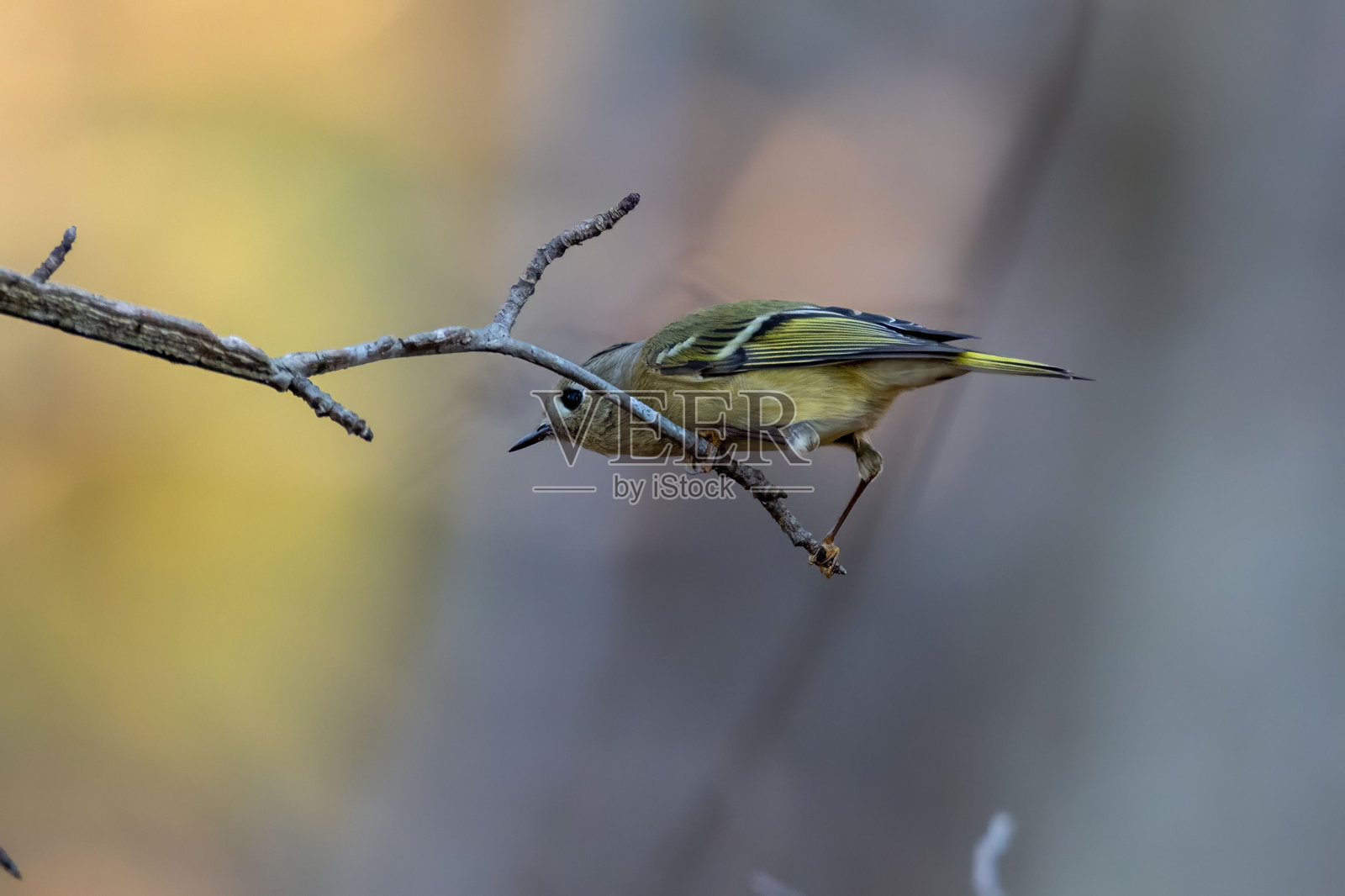 蓝头鸟栖息在树枝上照片摄影图片