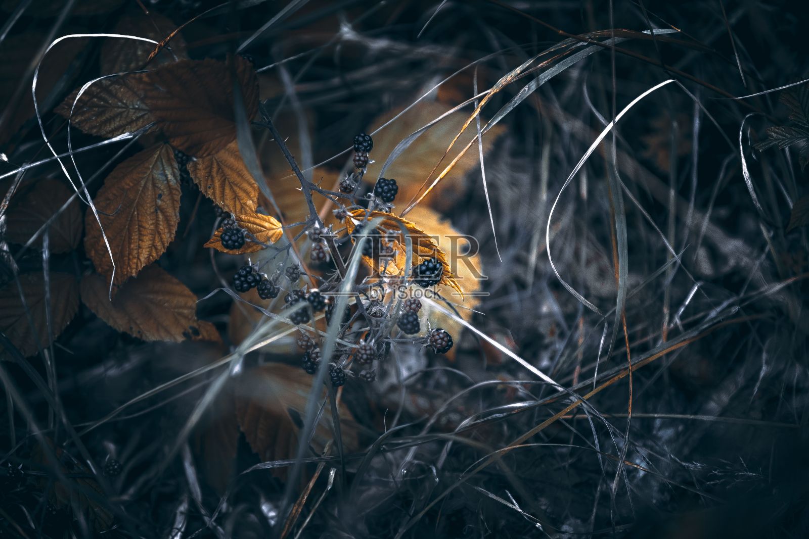 特写的冬季黄叶在黑暗的地面上草茎周围照片摄影图片