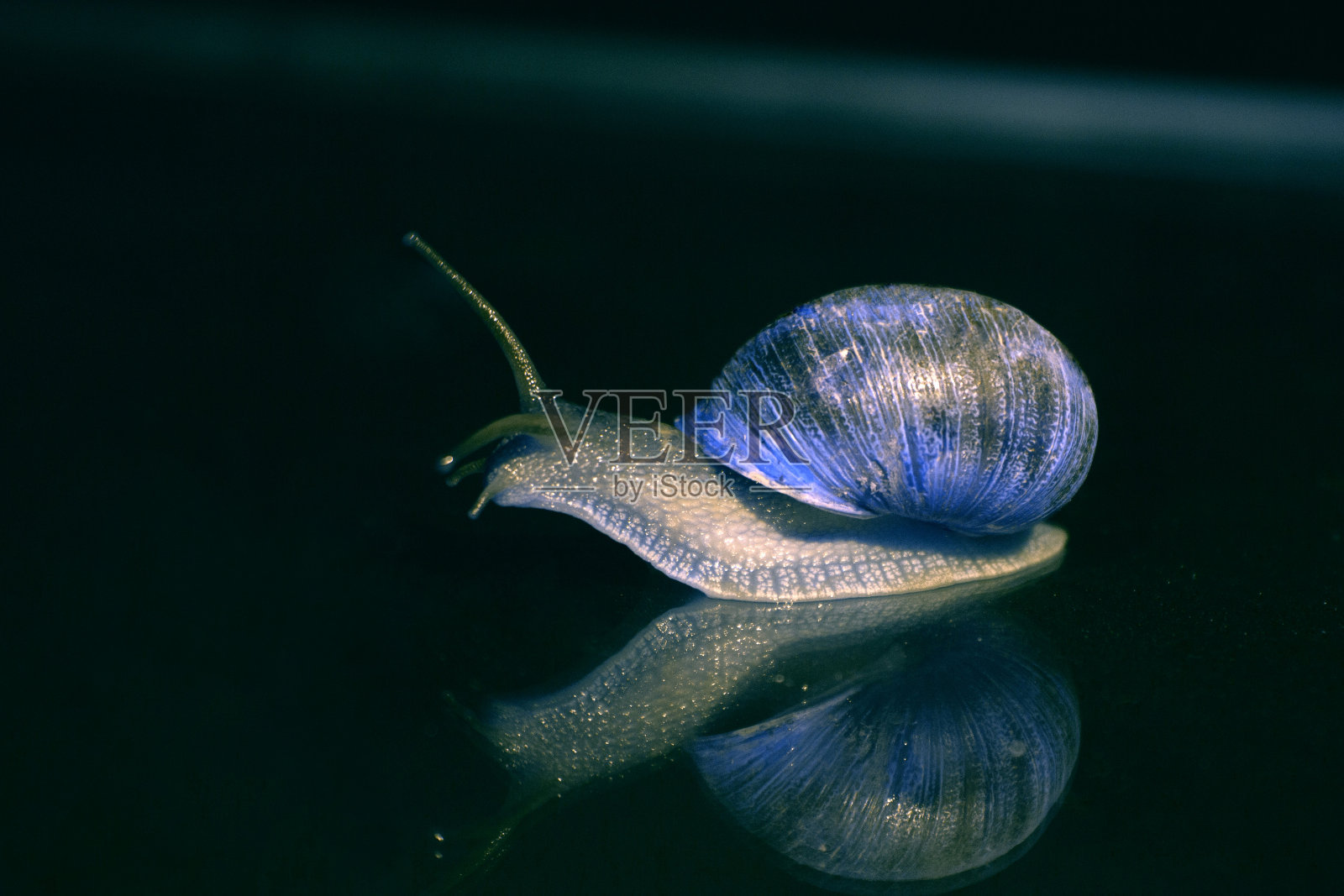 神奇的蜗牛照片摄影图片