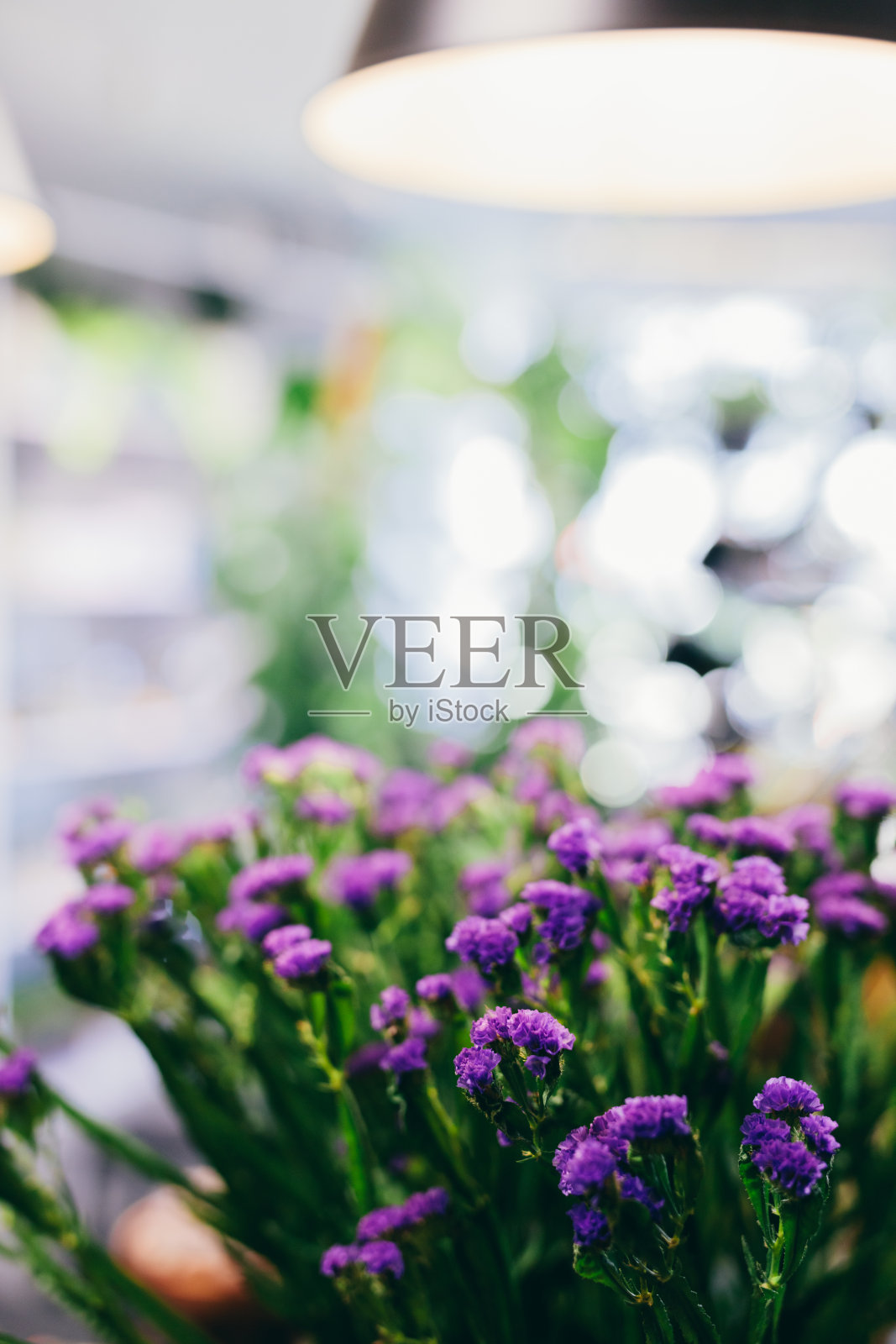 花店里的花草照片摄影图片