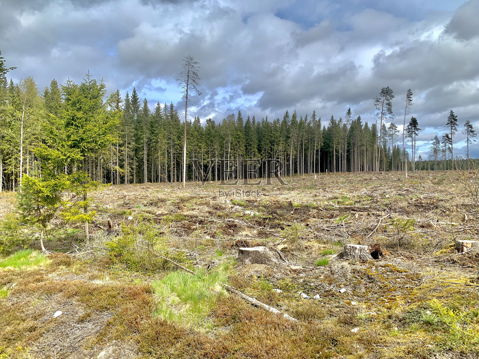 在瑞典，被砍伐的卡车和倒下的树木被砍伐照片摄影图片
