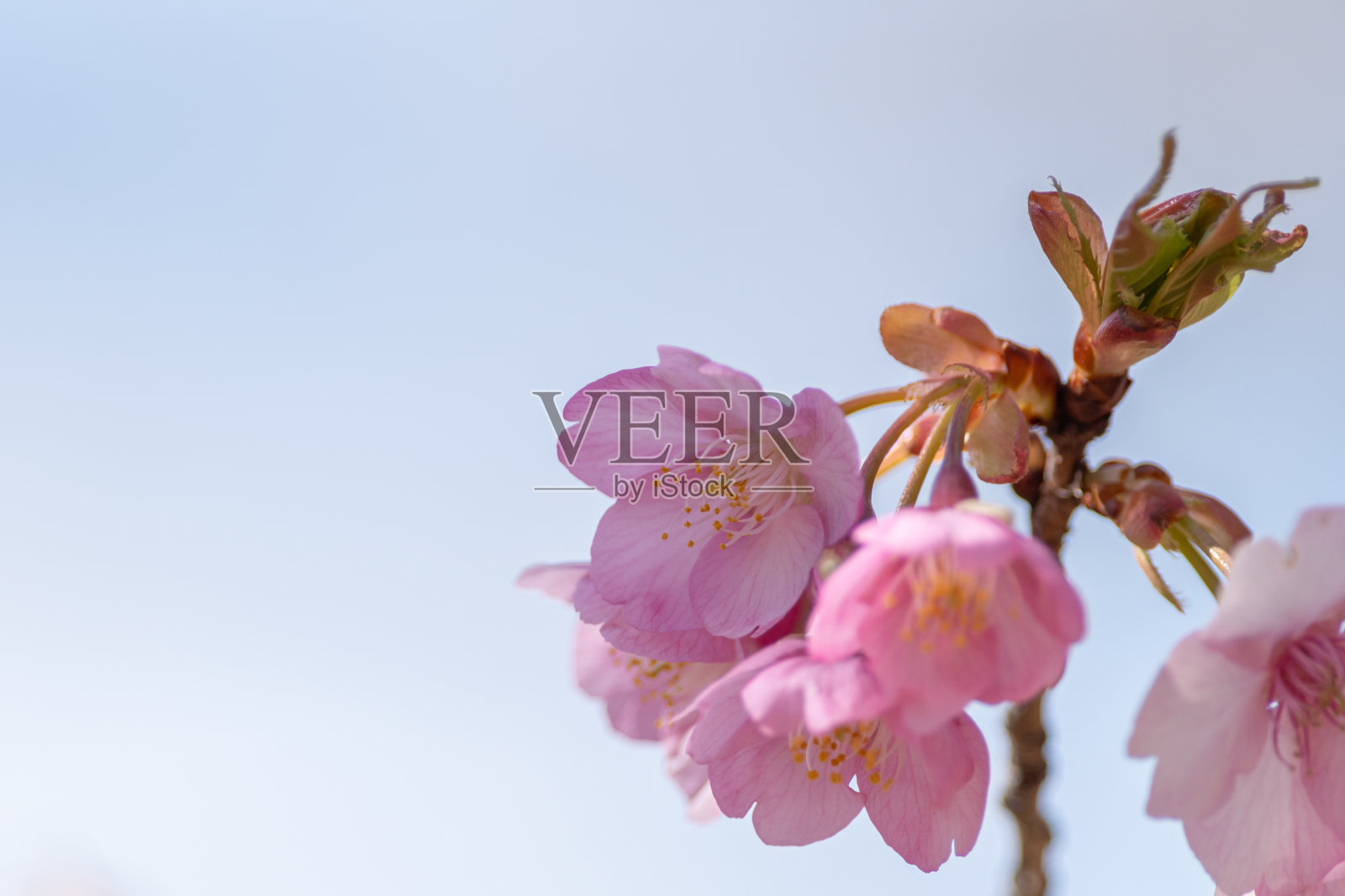 川津樱花照片摄影图片