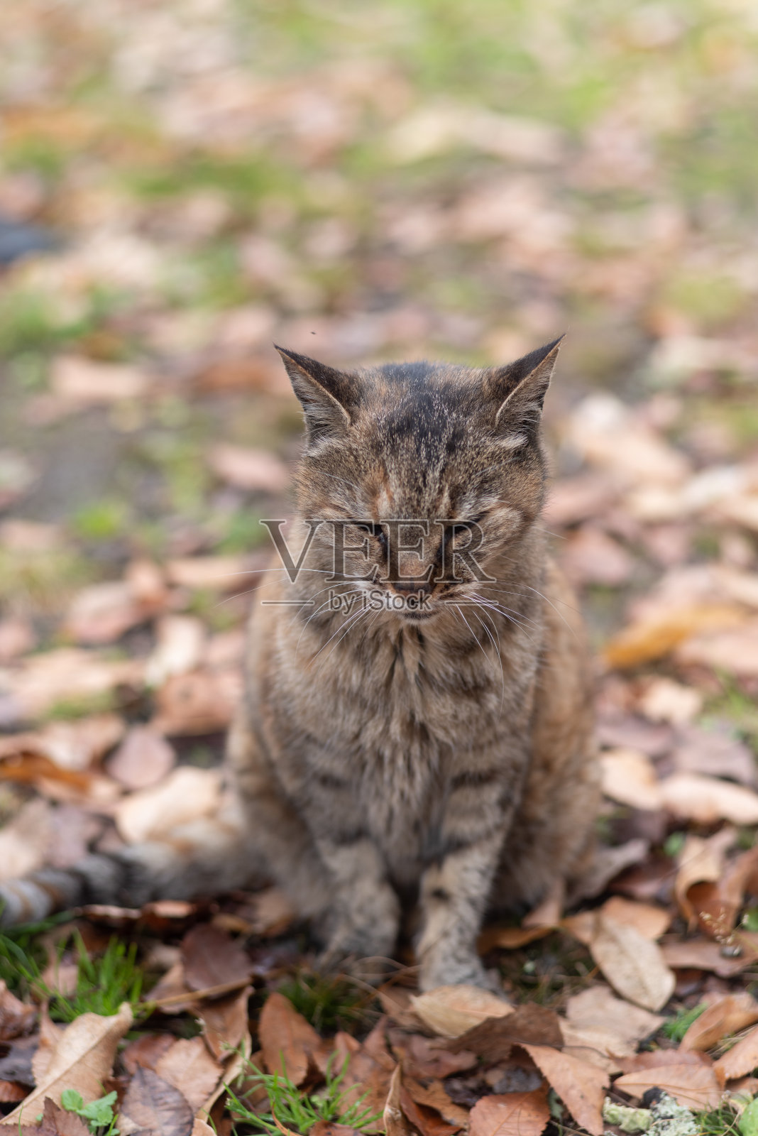 坐着的猫照片摄影图片