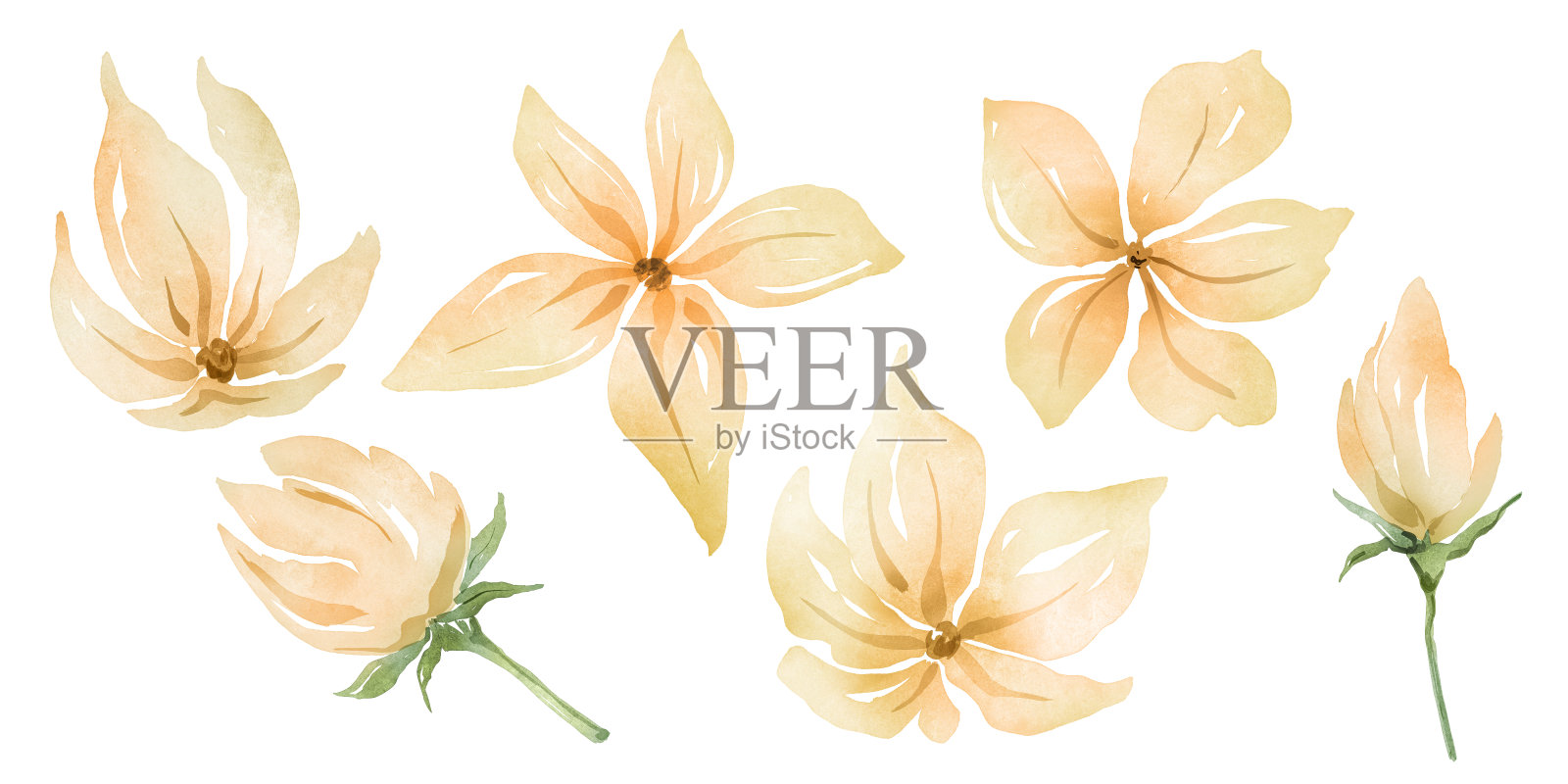 米色花水彩画套装插画图片素材