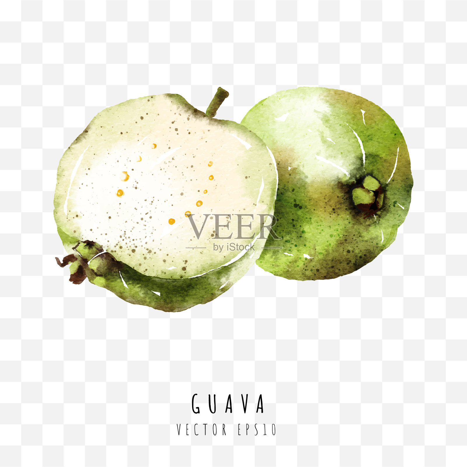 番石榴手绘水彩画孤立在白色背景，矢量插图插画图片素材