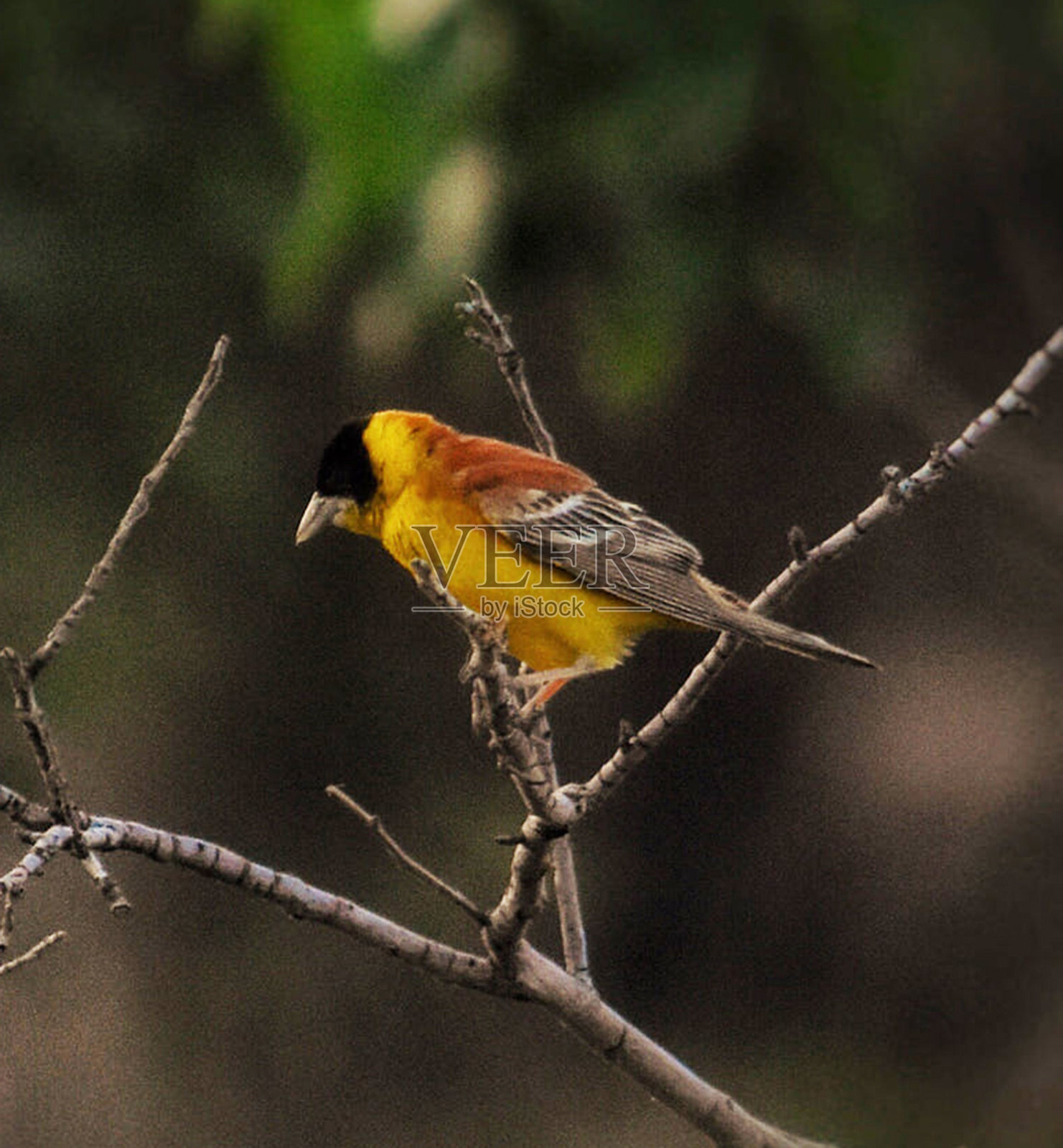 美丽的伊朗野生动物图片照片摄影图片