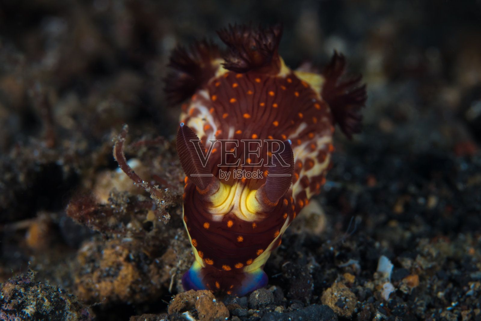 珊瑚礁上五颜六色的裸鳃海蛞蝓照片摄影图片