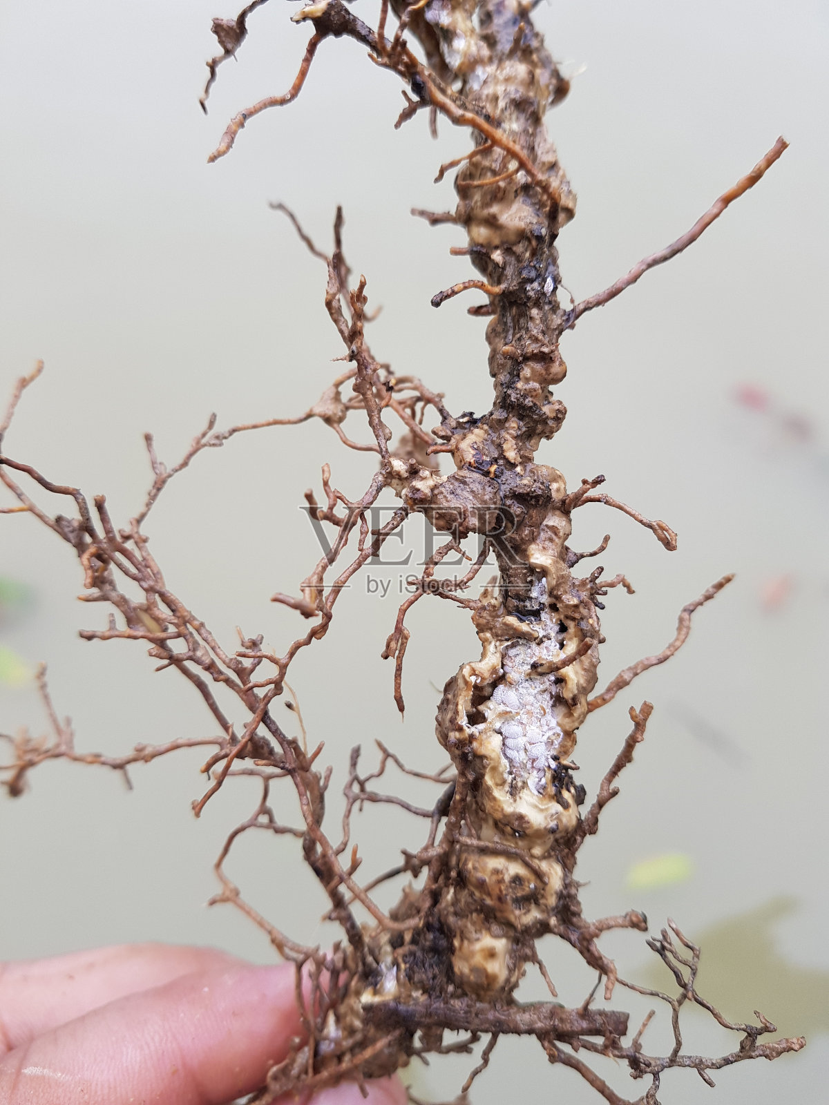 越南柑橘根上的根粉蚧。照片摄影图片