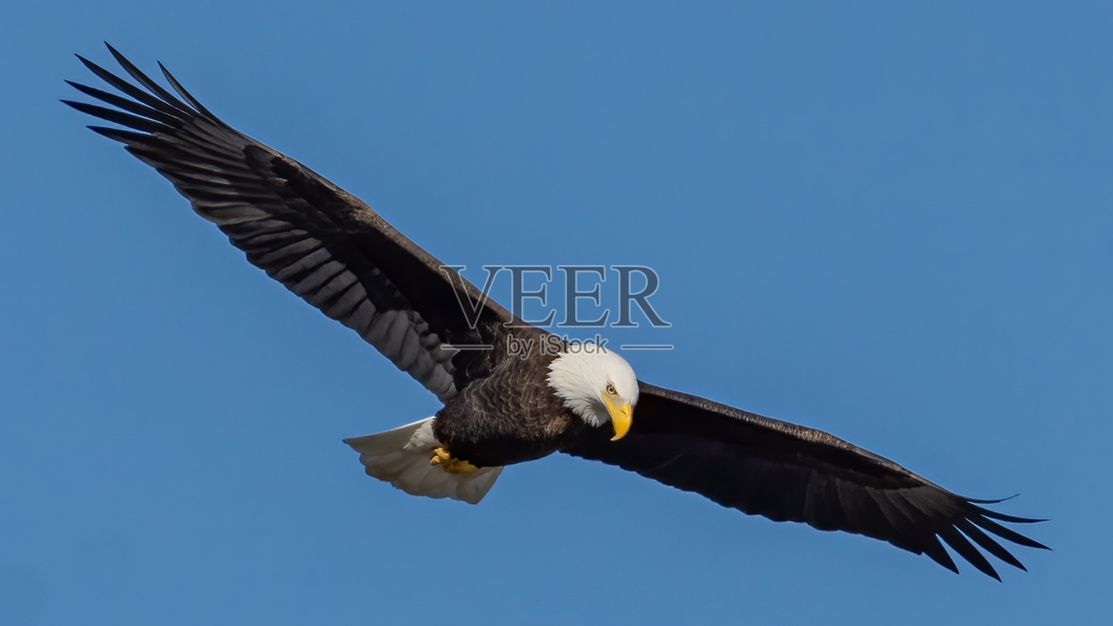 飞行中的秃鹰照片摄影图片