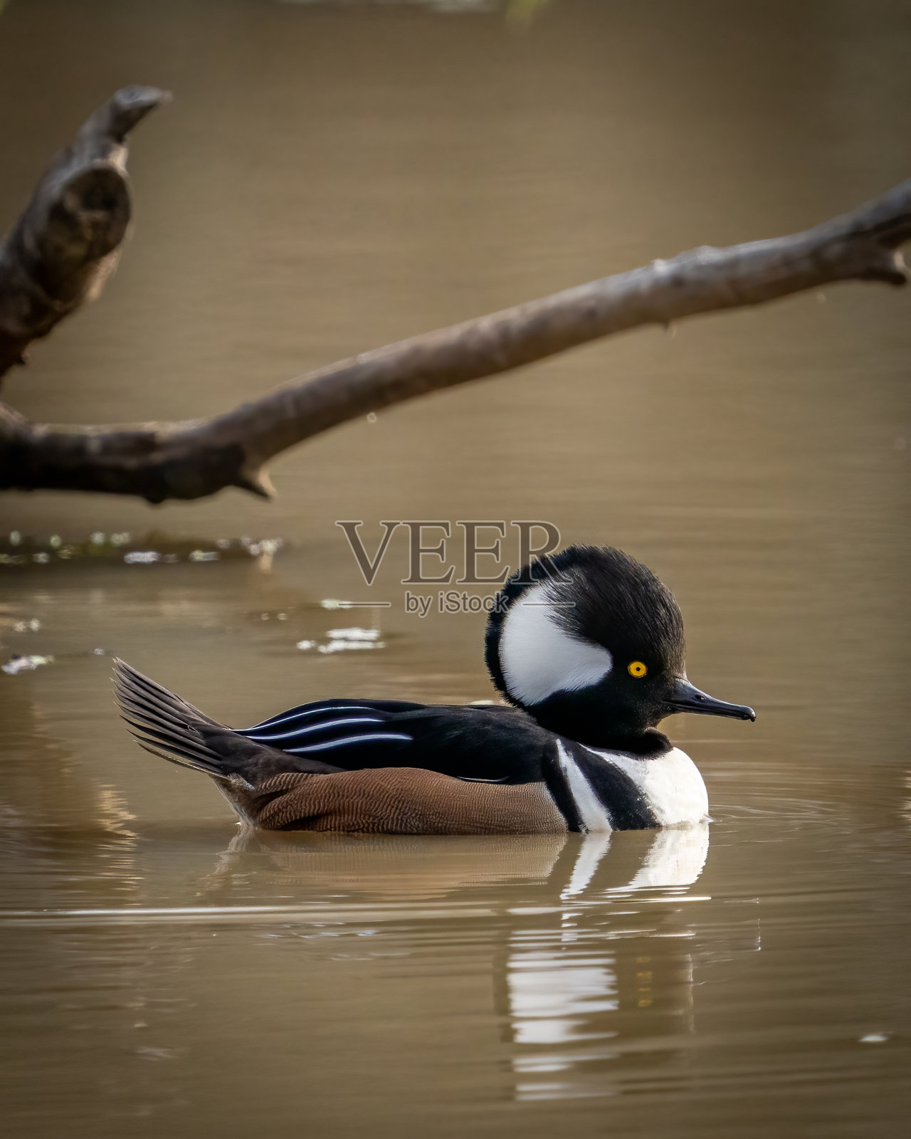 兜帽秋沙犬在北美东半部和太平洋西北地区的森林湿地繁殖，也可能在没有树木的湿地筑巢，那里有人们搭建的巢箱照片摄影图片