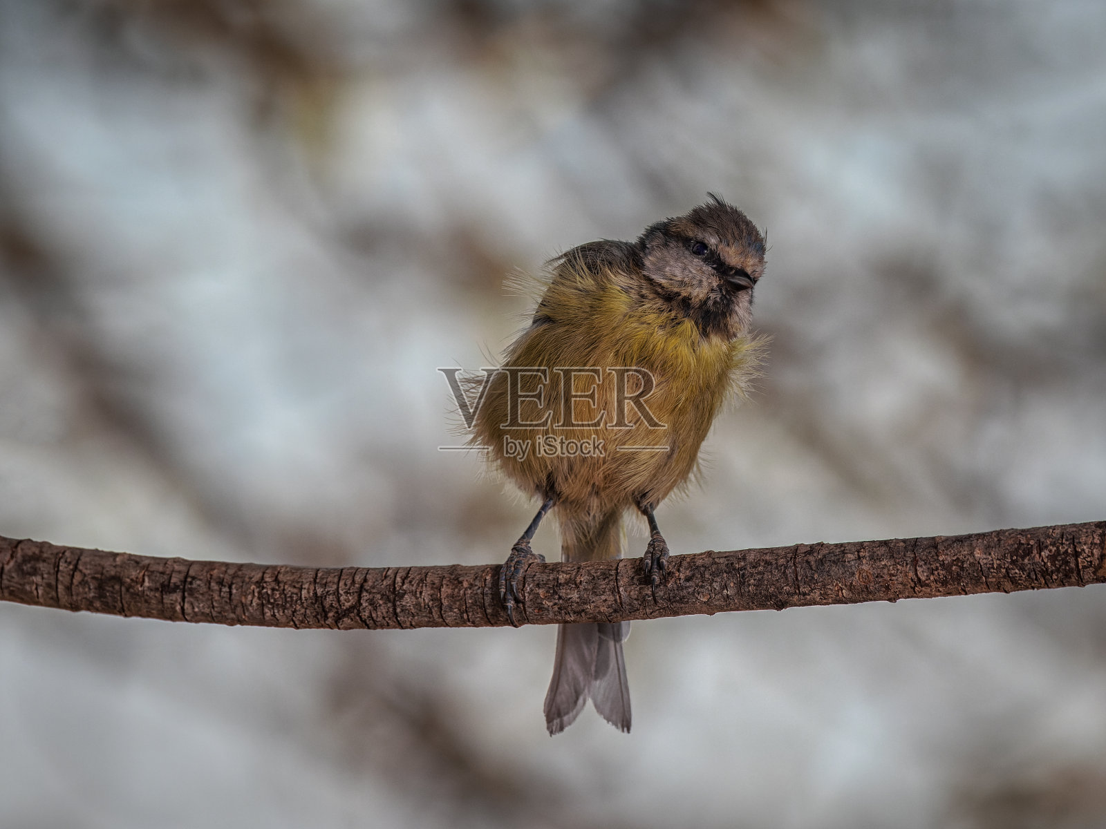 欧亚蓝山雀照片摄影图片