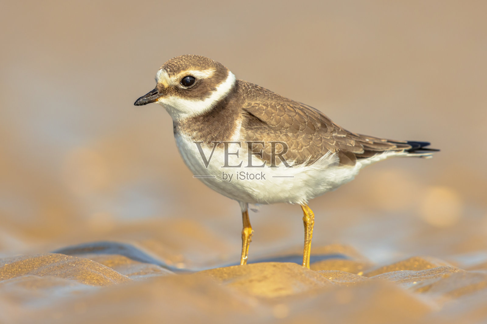 迁徙期间海滩上的幼环纹鸻照片摄影图片