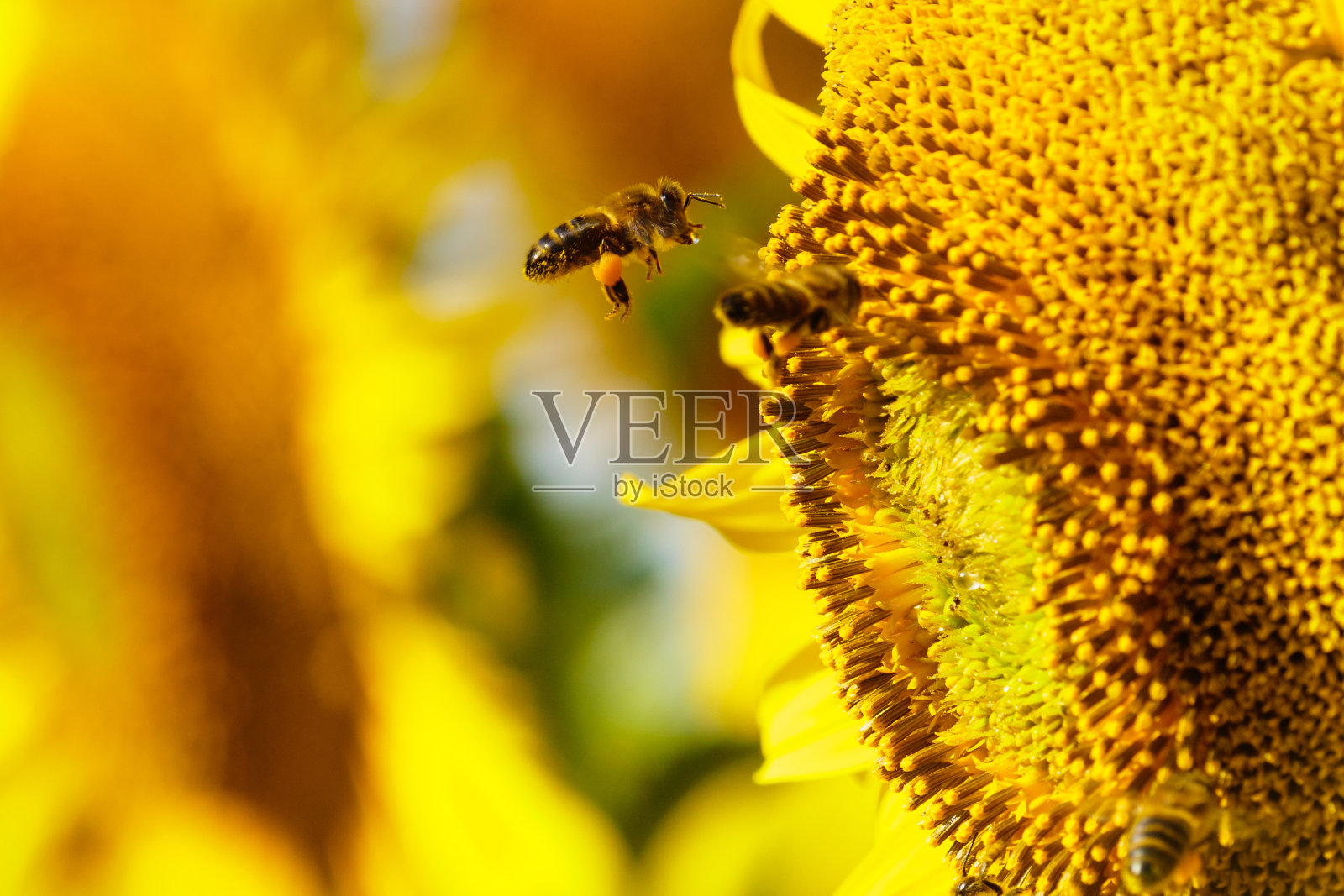 蜜蜂在黄花上采集花粉。近距离照片摄影图片