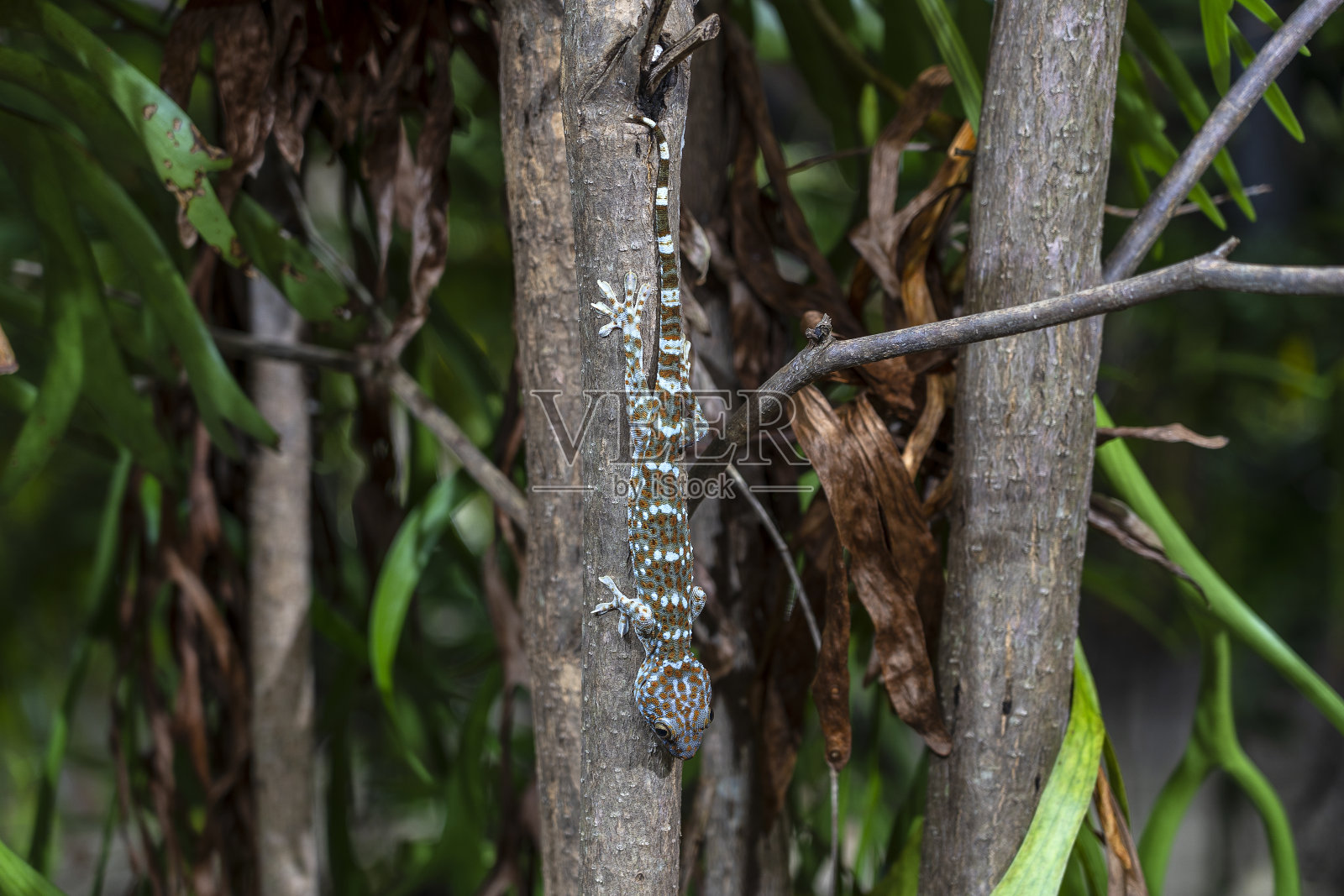夜晚，在泰国帕岸岛的热带树上，一只小壁虎照片摄影图片