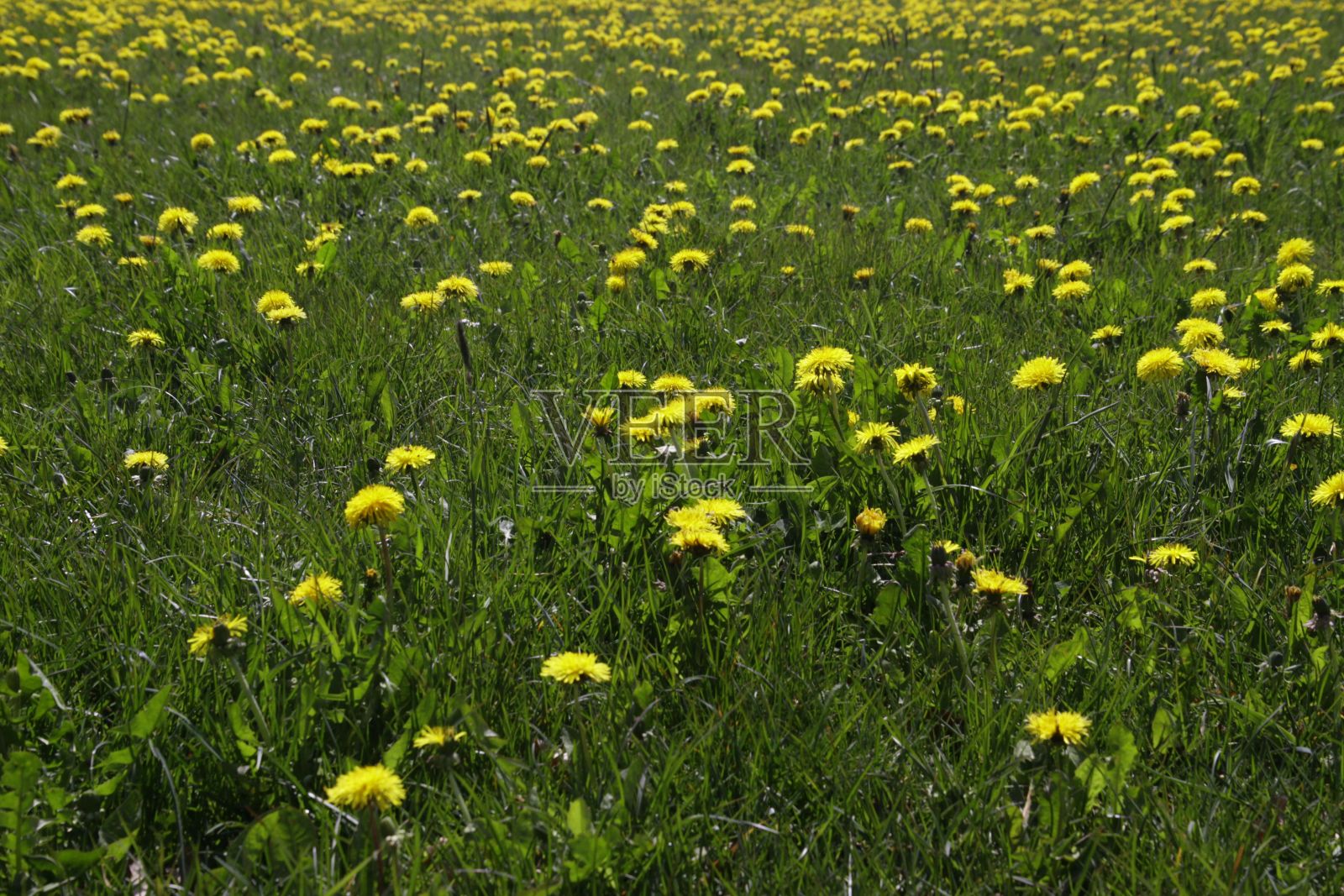 美丽的黄花盛开的田野照片摄影图片