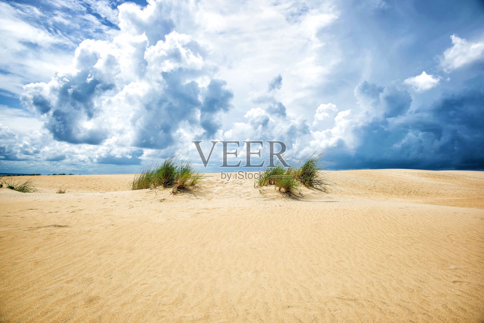 美丽的灌木丛生长在沙丘杀死魔鬼山在北卡罗来纳州照片摄影图片