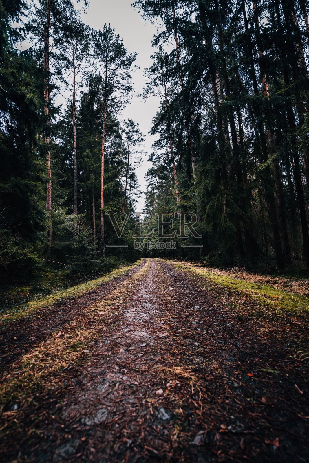 森林中小巷的美丽景色照片摄影图片