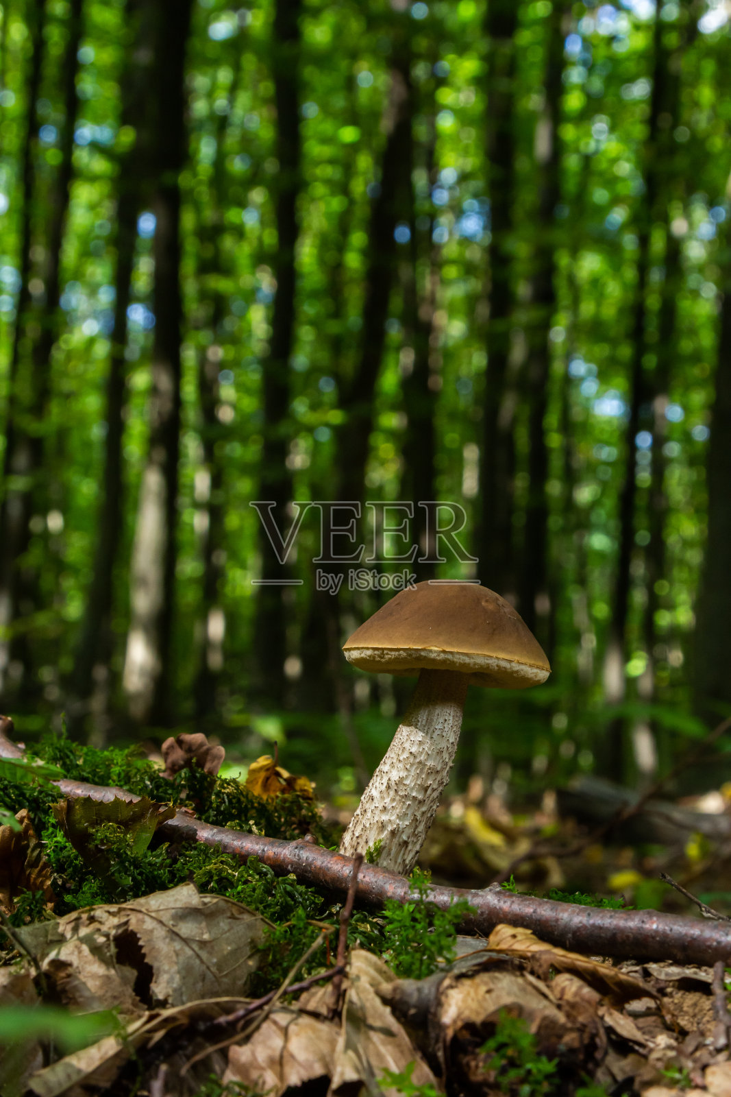 夏天的假痂菇。蘑菇生长在森林里照片摄影图片