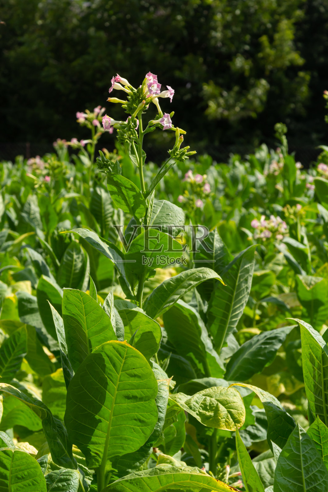 烟草大叶作物生长在烟草种植地照片摄影图片