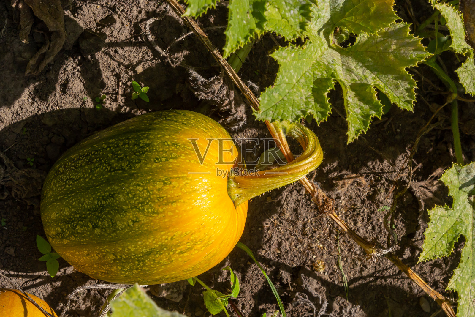金凤花南瓜-绿色甜南瓜在花园，农场。南瓜种植花园照片摄影图片