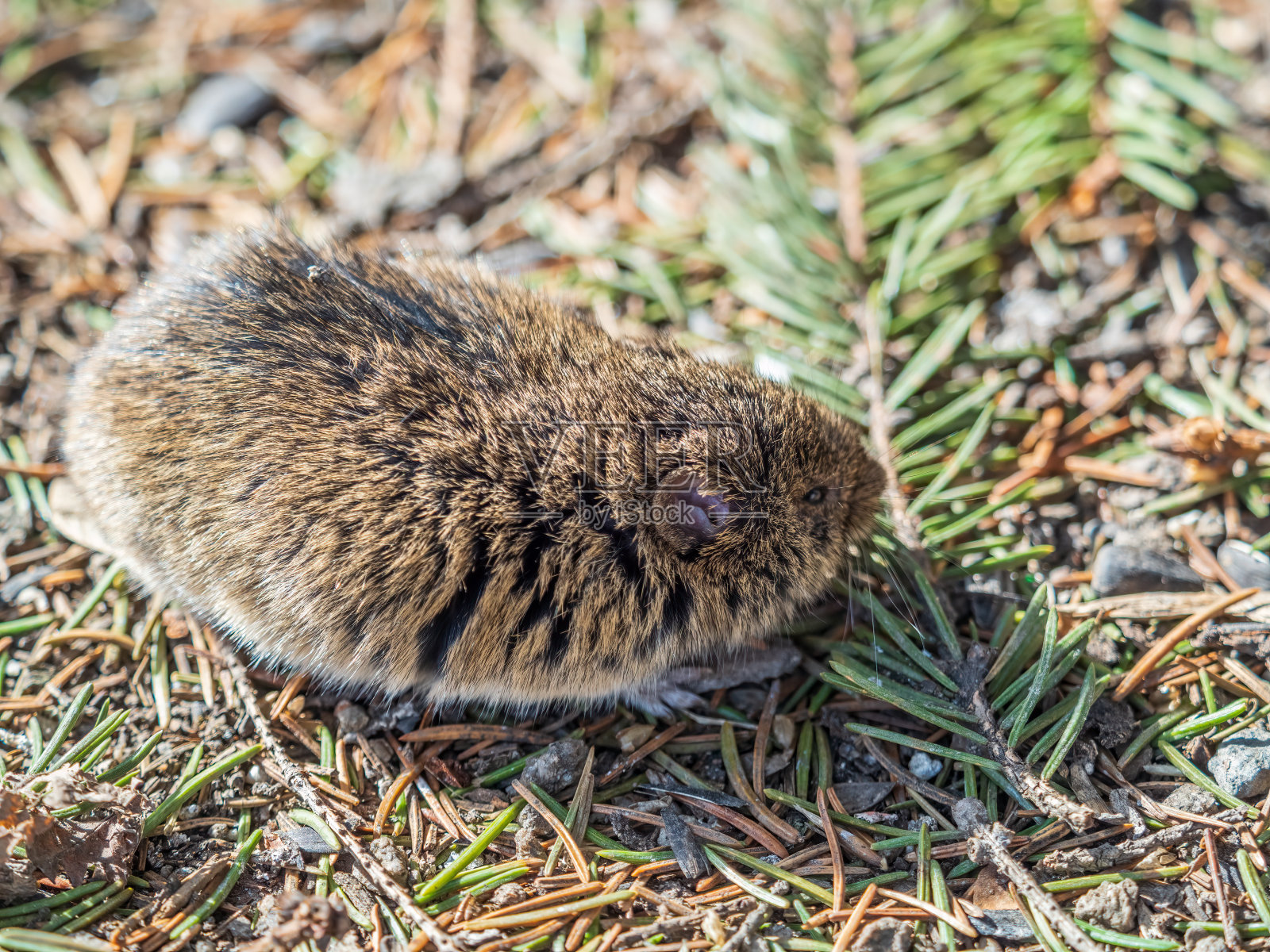 一张普通田鼠的特写，小田鼠，在地面上，背景模糊照片摄影图片