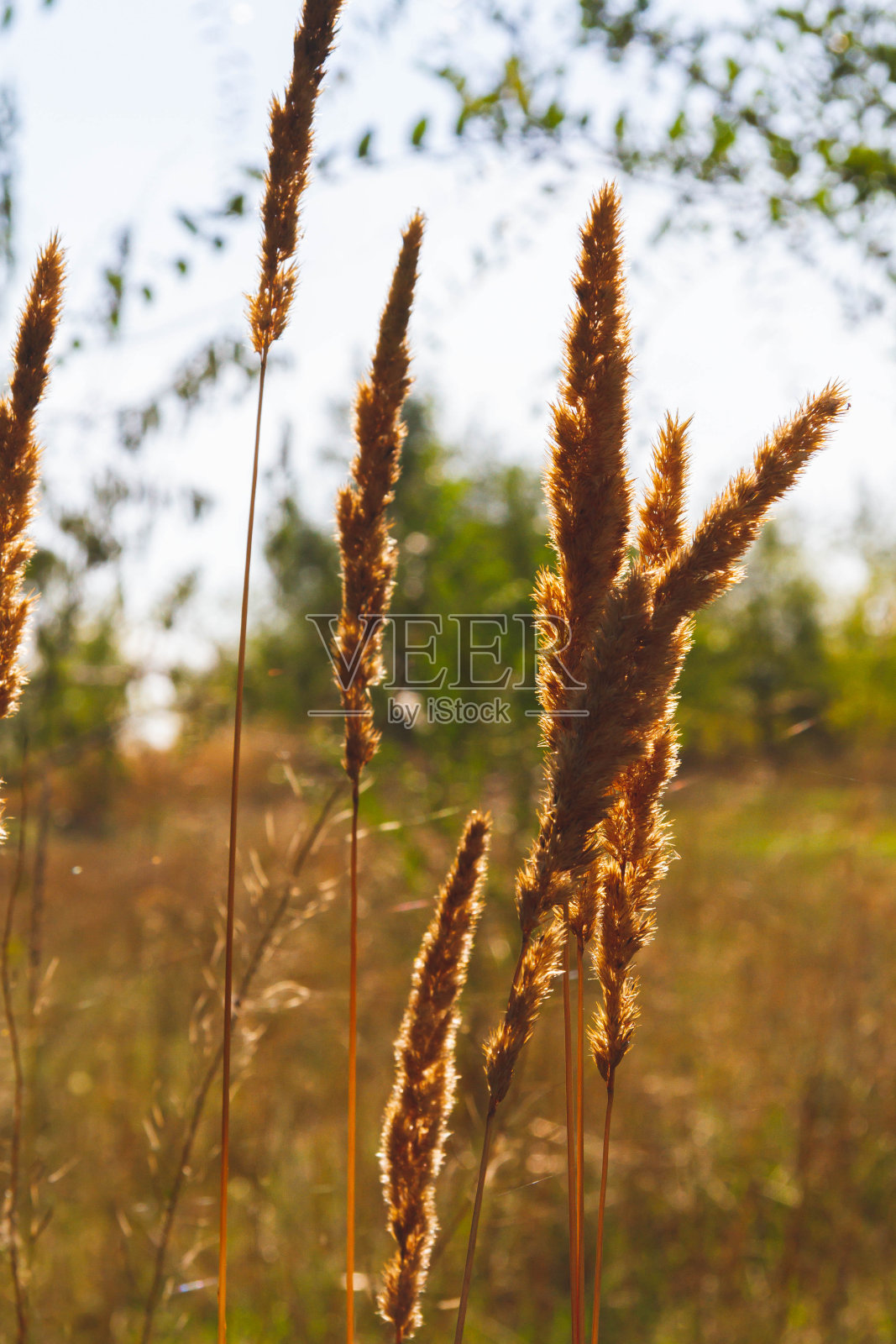 极简风格的秋花。秋天的本性。秋天天气晴朗。照片摄影图片