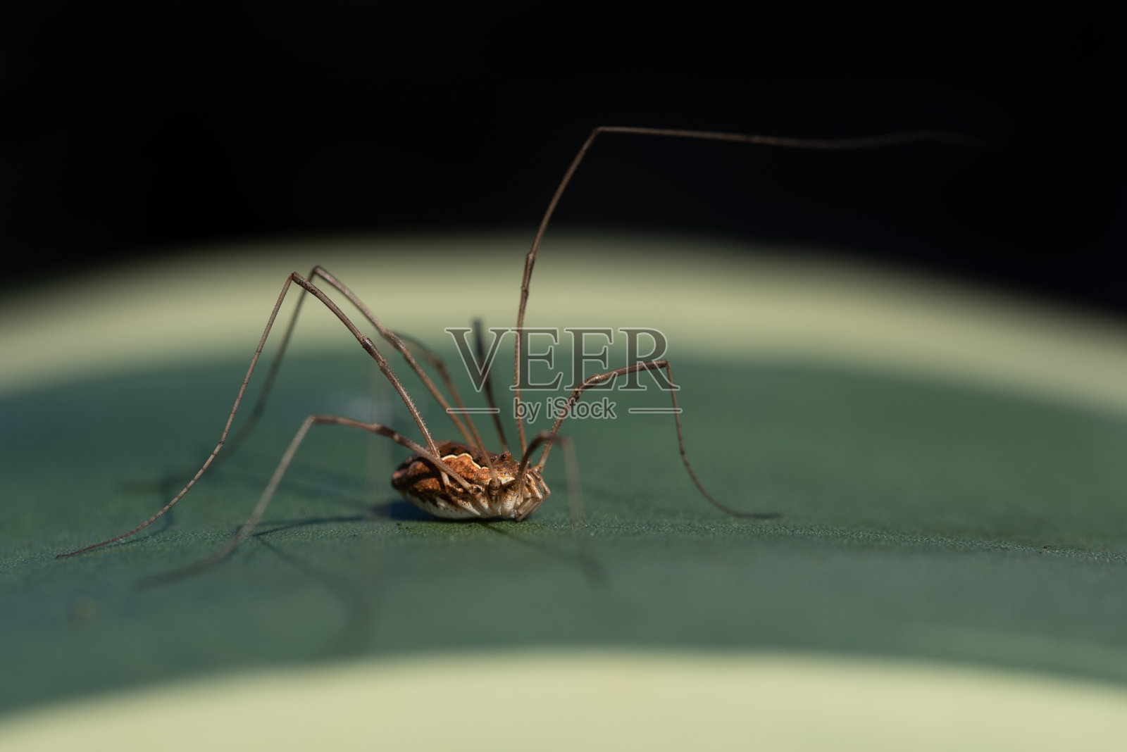 一个小收割机(Opiliones)坐在欧洲南部的龙舌兰叶子上。背景很暗。照片摄影图片