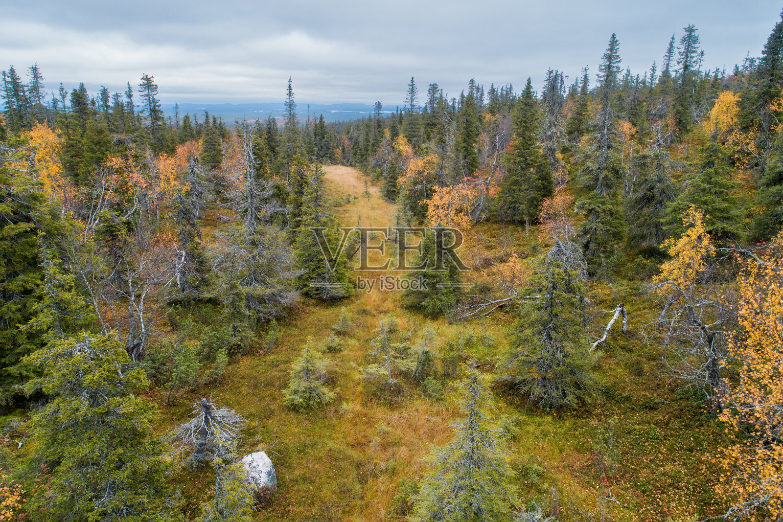 芬兰Riisitunturi国家公园的斜坡沼泽和山坡针叶林的高角度拍摄照片摄影图片
