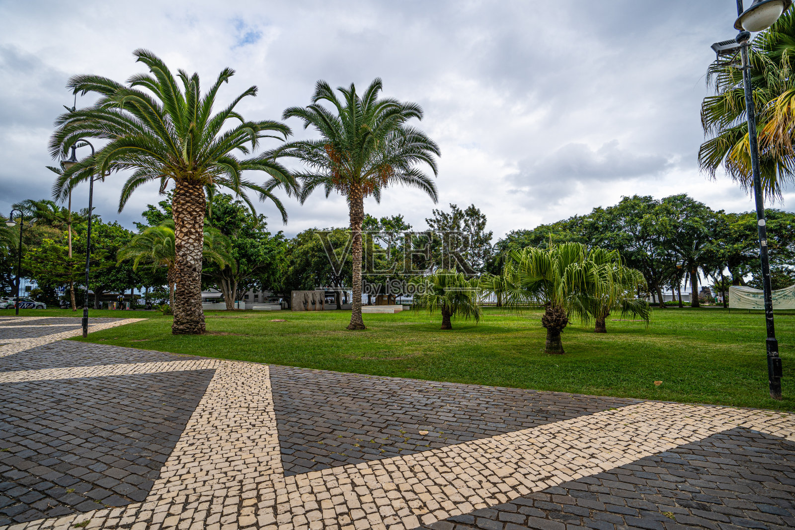 马德拉岛上五颜六色的植物群。照片摄影图片