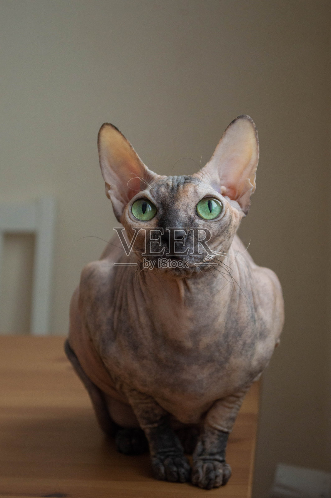 Sphynx猫照片摄影图片