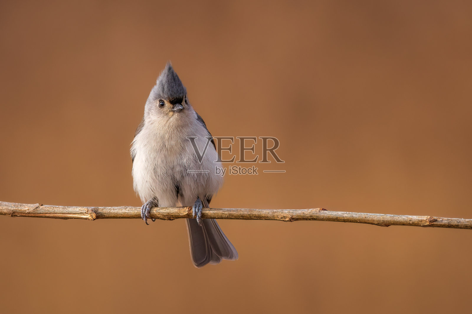 有态度的鸟照片摄影图片