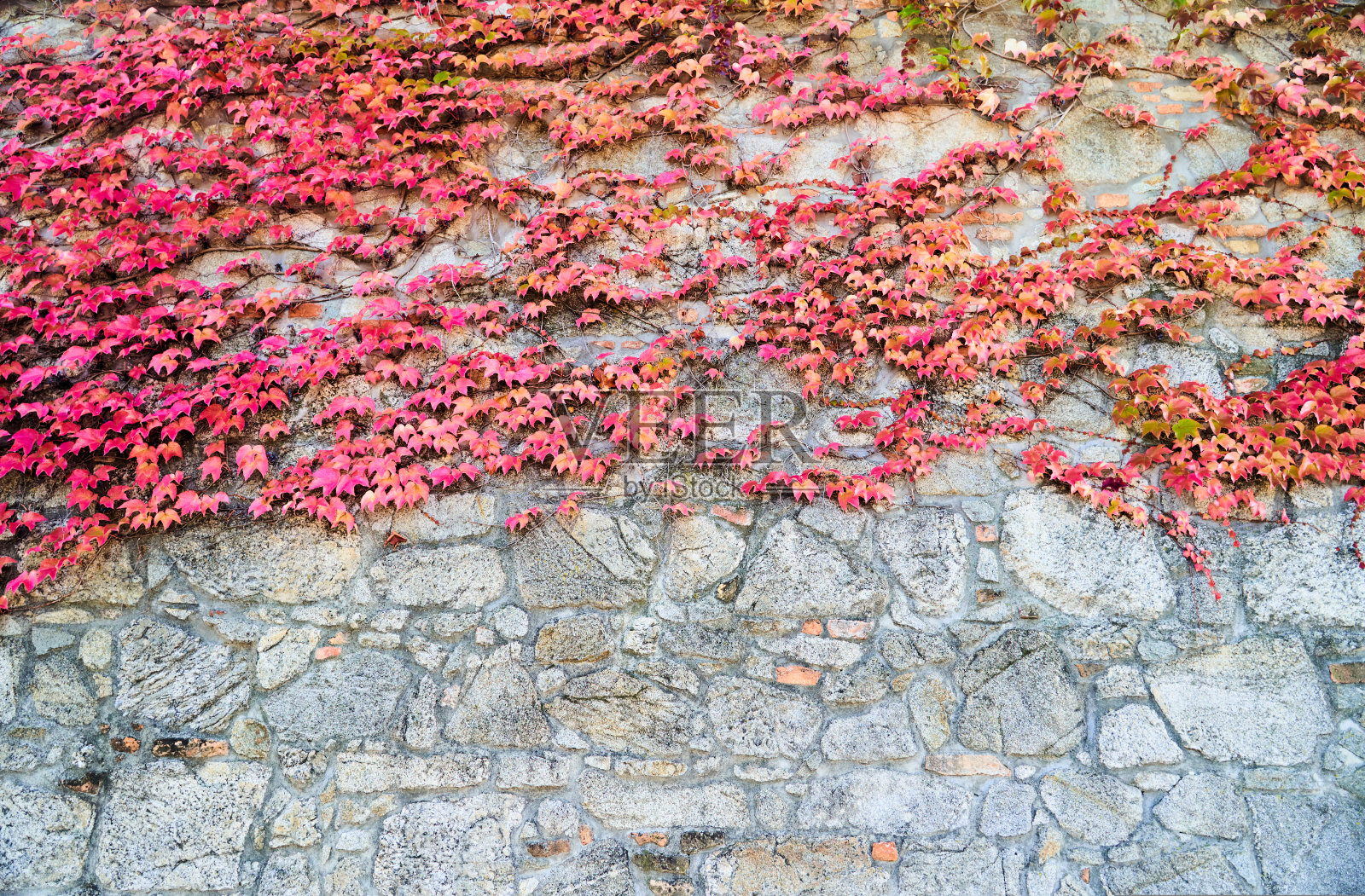 石墙上长着红色的波士顿常春藤。植物孤雌草照片摄影图片
