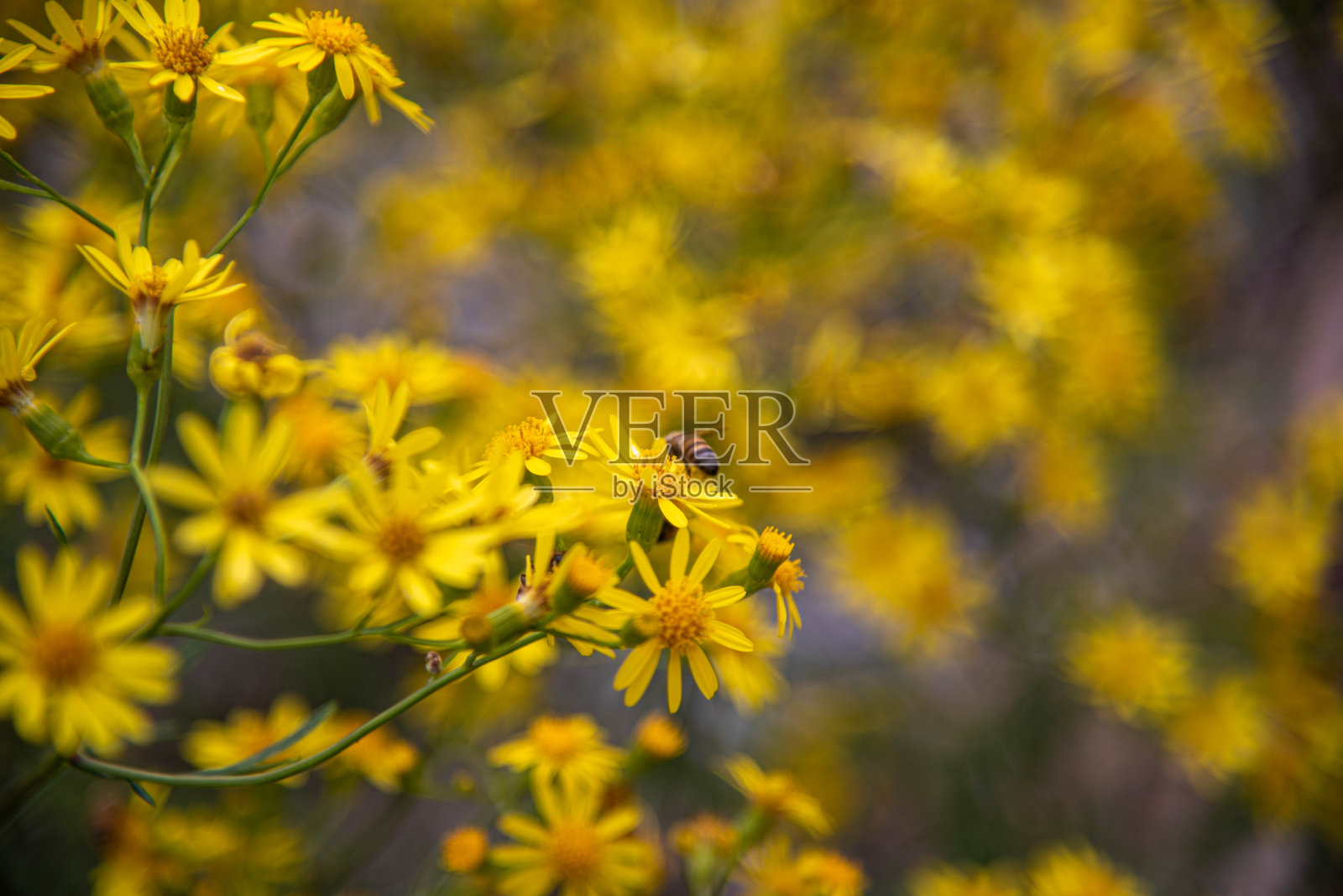 花园里的天然花朵照片摄影图片