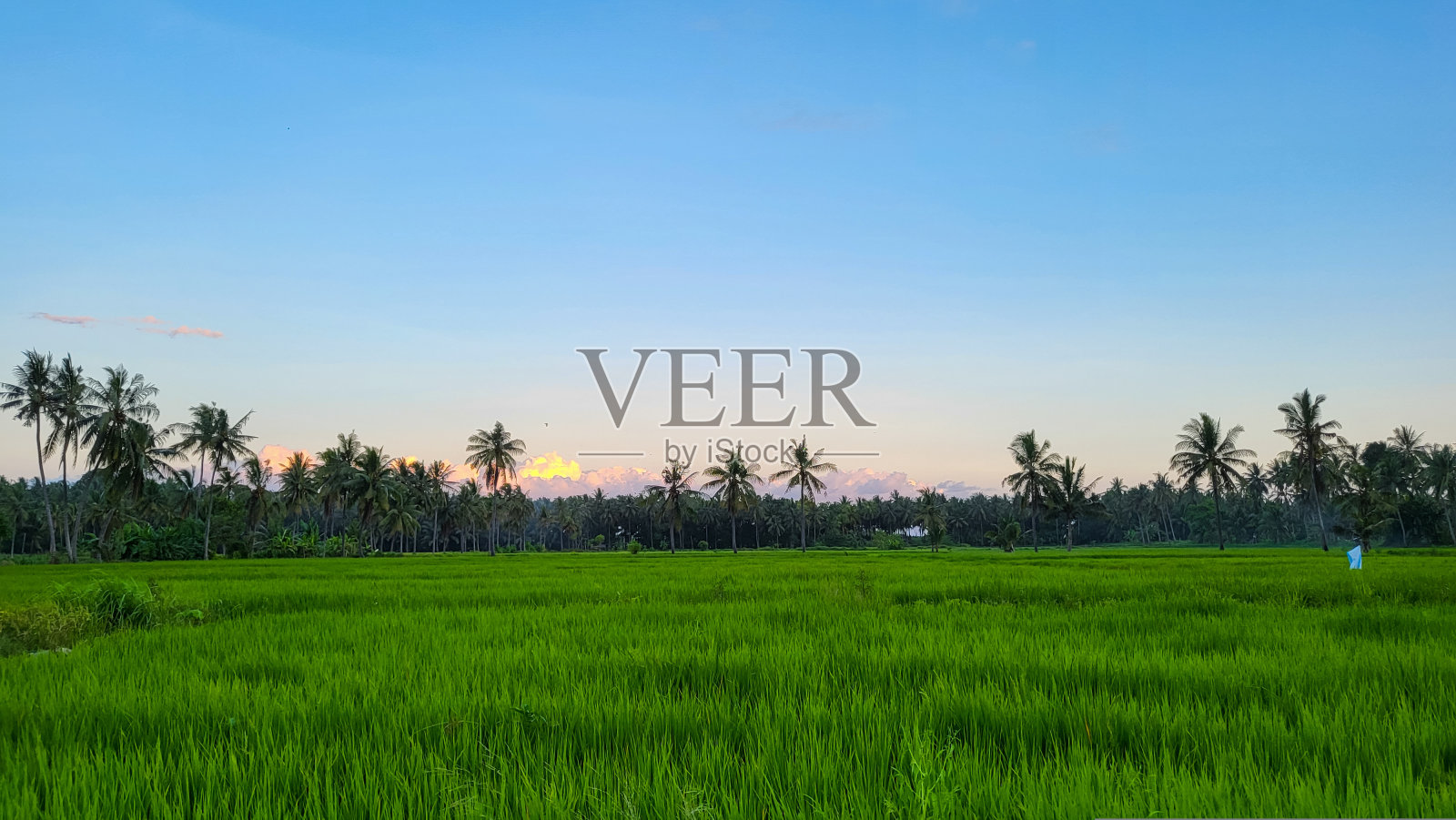 稻田照片摄影图片