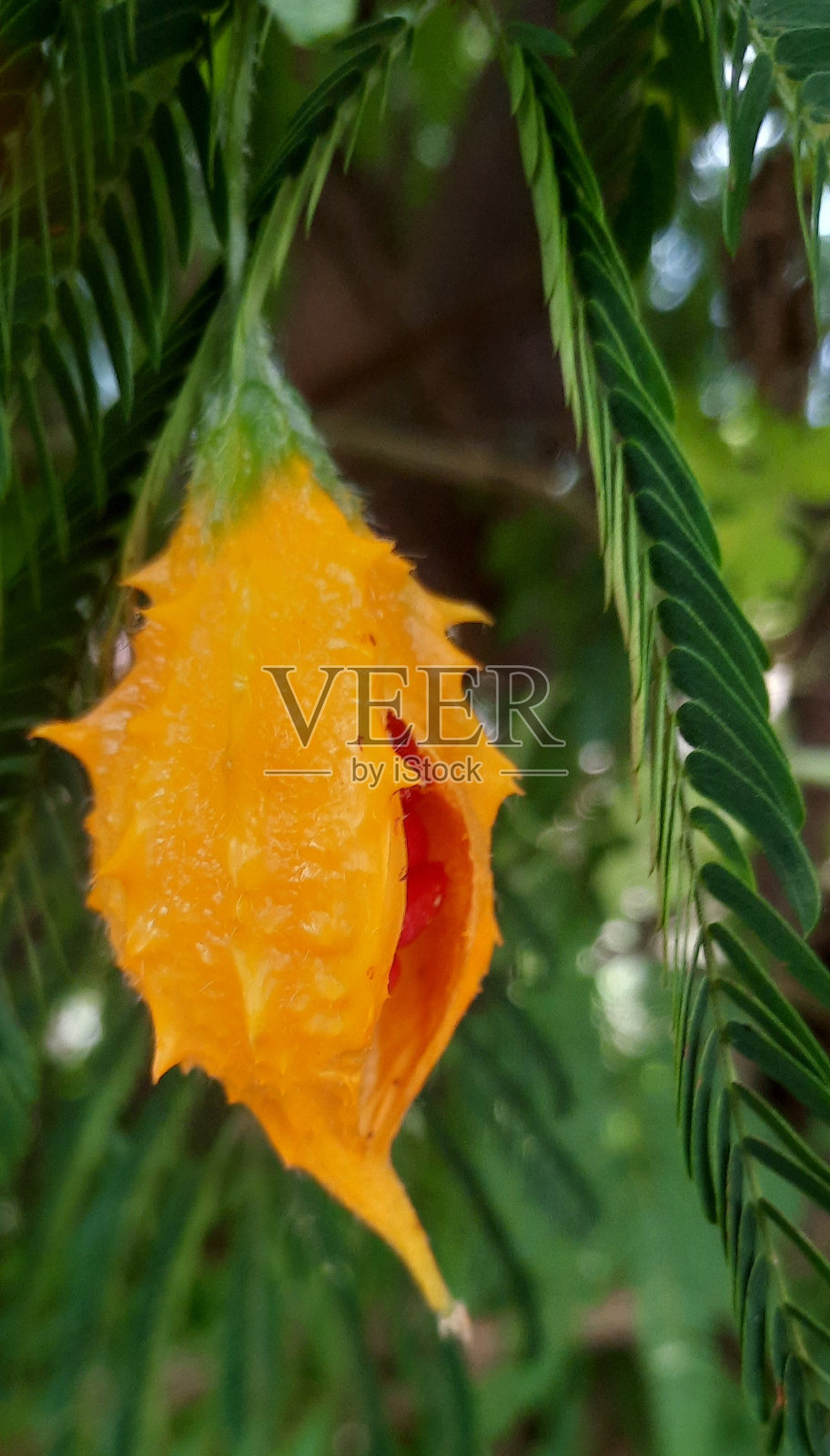 花照片摄影图片