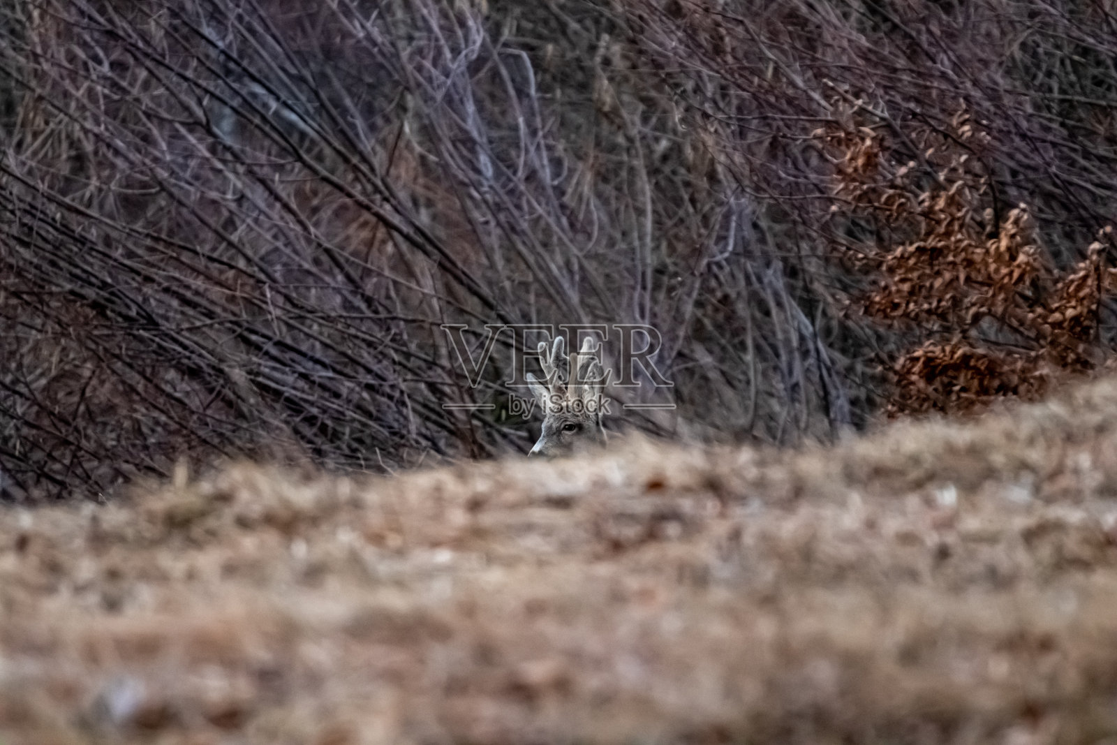 Bohinj地区森林里的鹿照片摄影图片