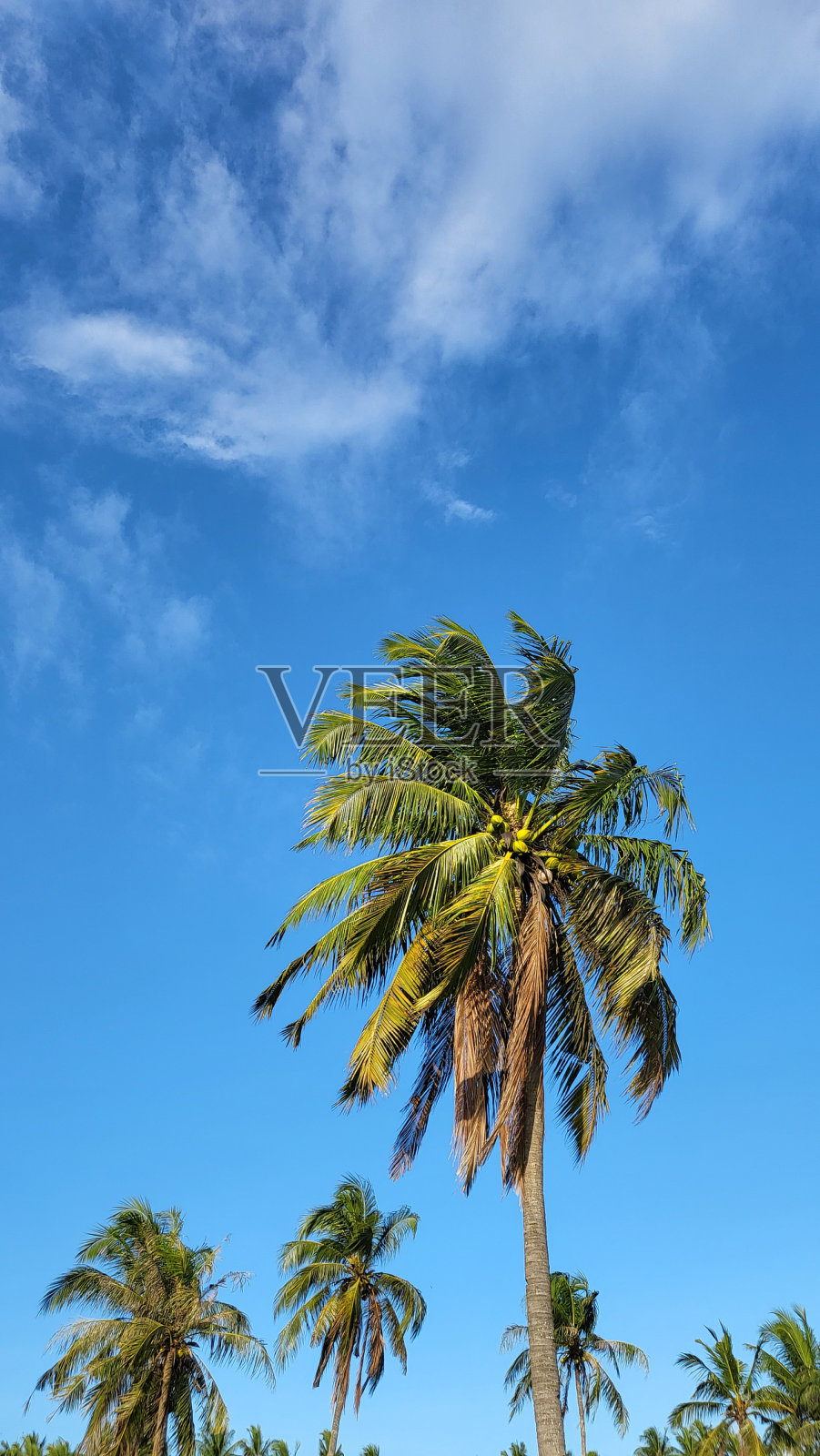 树照片摄影图片