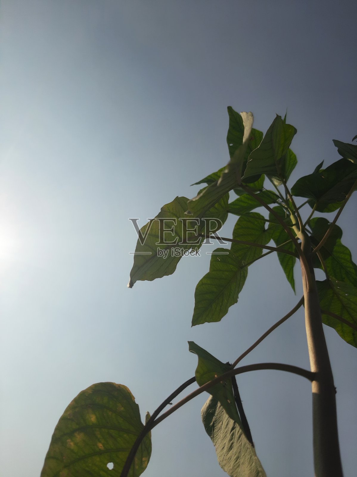 大自然的美才是真正的美照片摄影图片