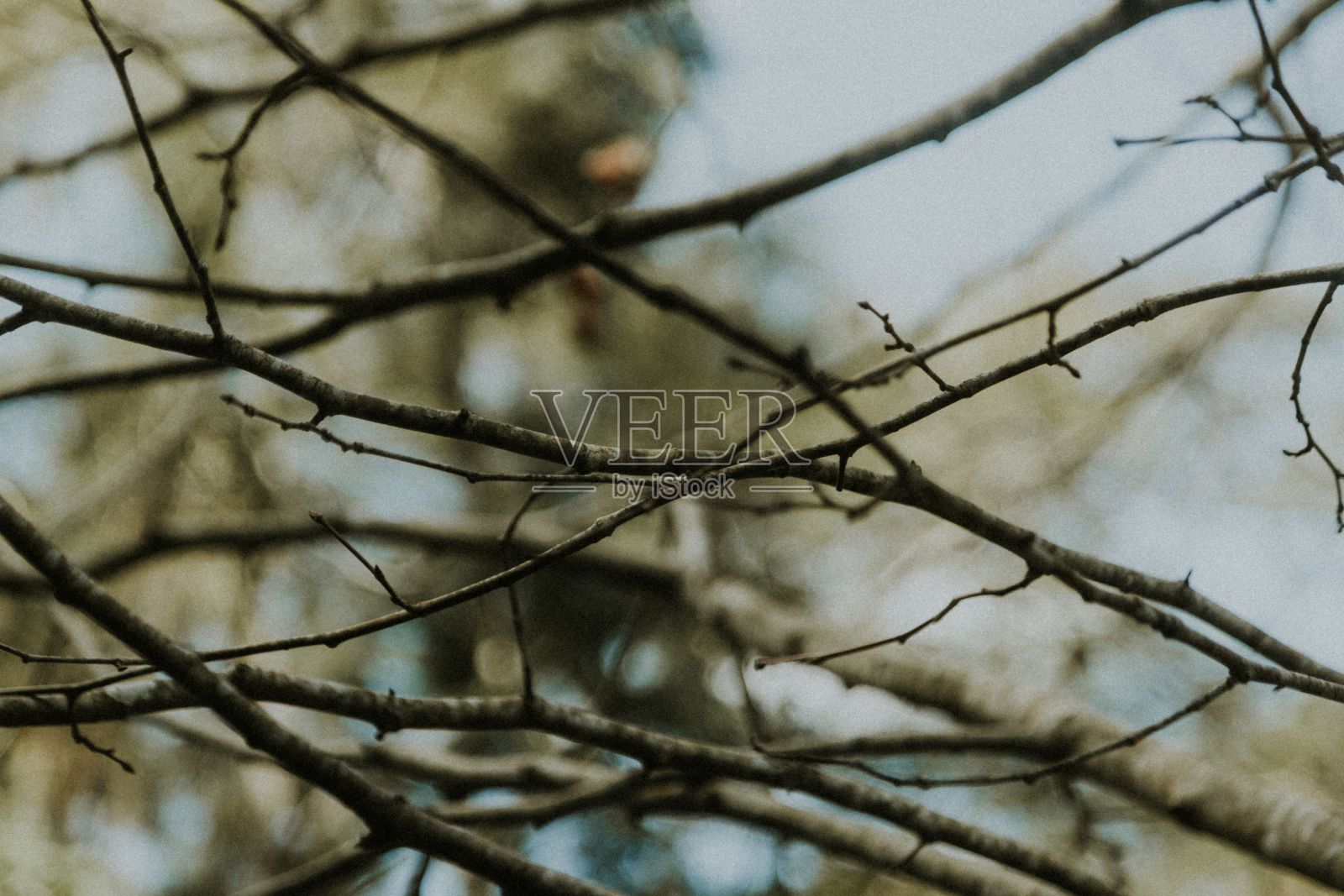 在巴西里约热内卢里约热内卢热带森林中光秃秃的树枝特写镜头照片摄影图片