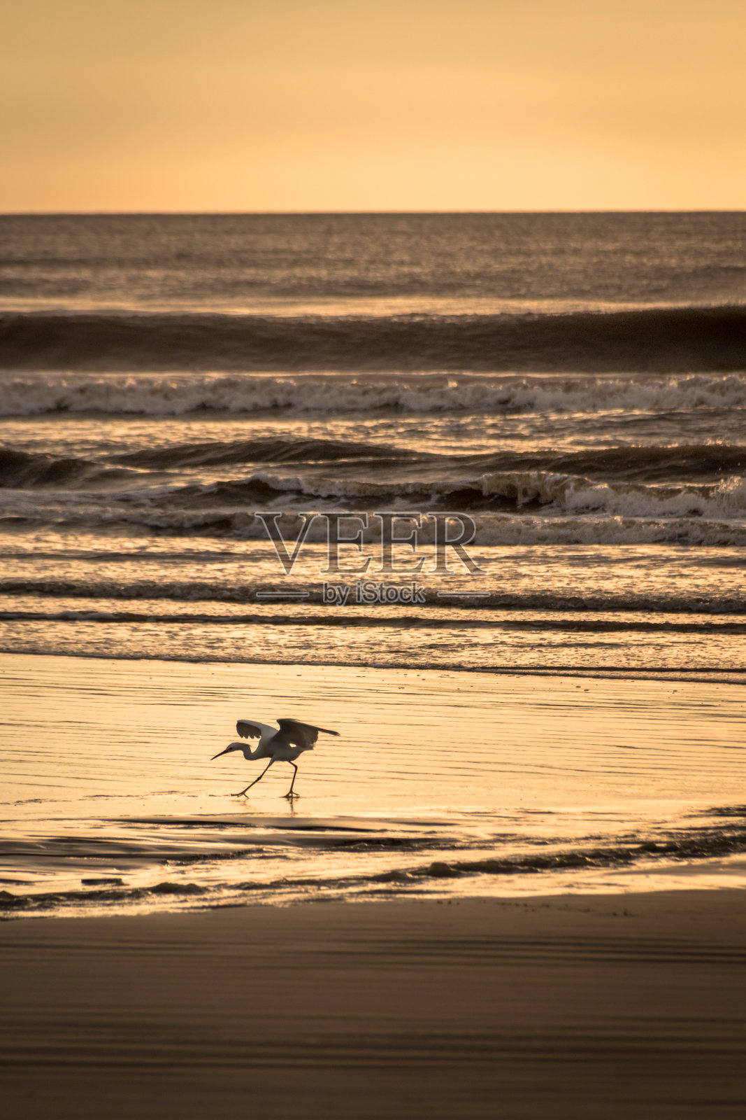 在海滩上捕猎的苍鹭照片摄影图片