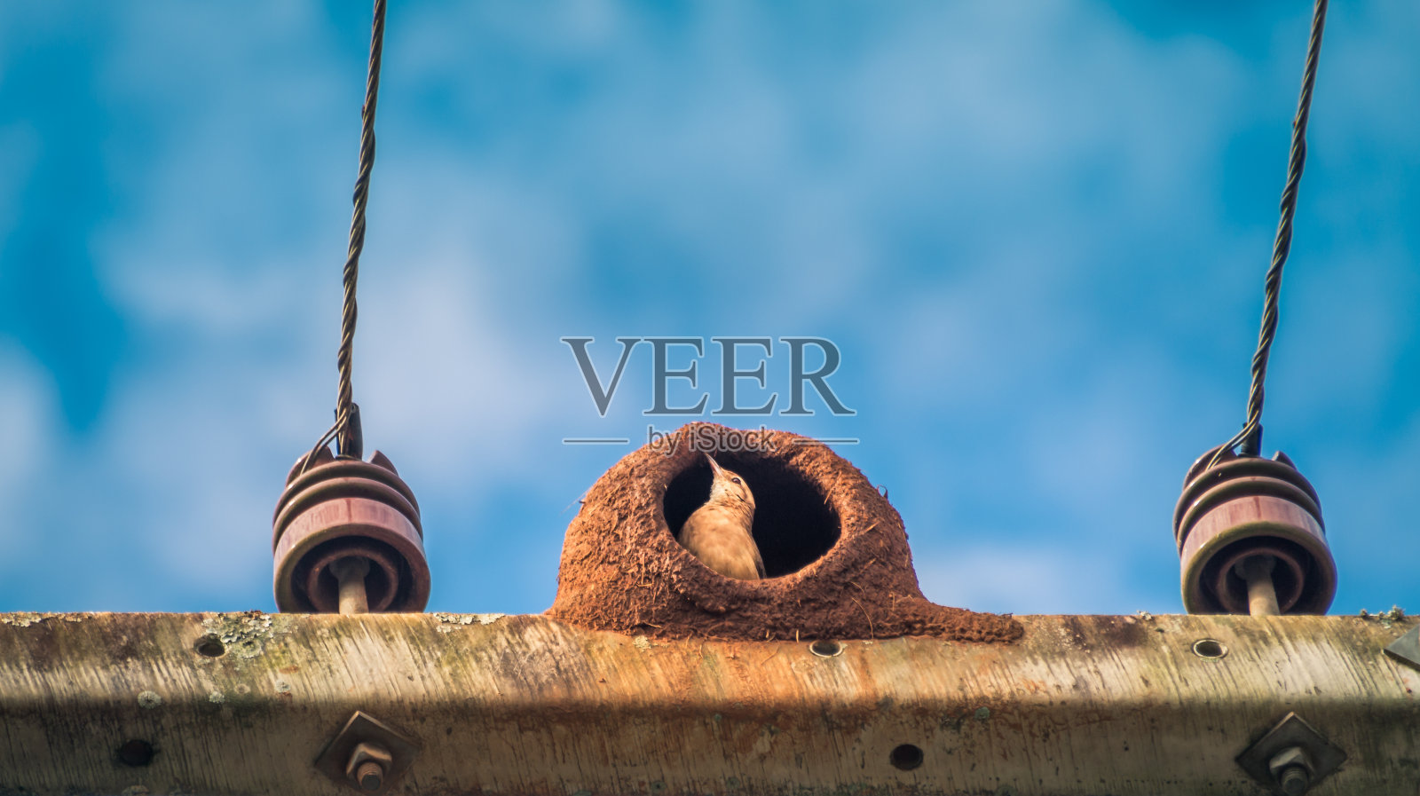 巢中的鸟照片摄影图片