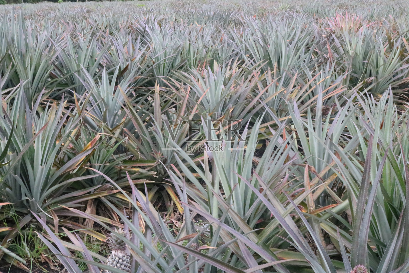 菠萝照片摄影图片