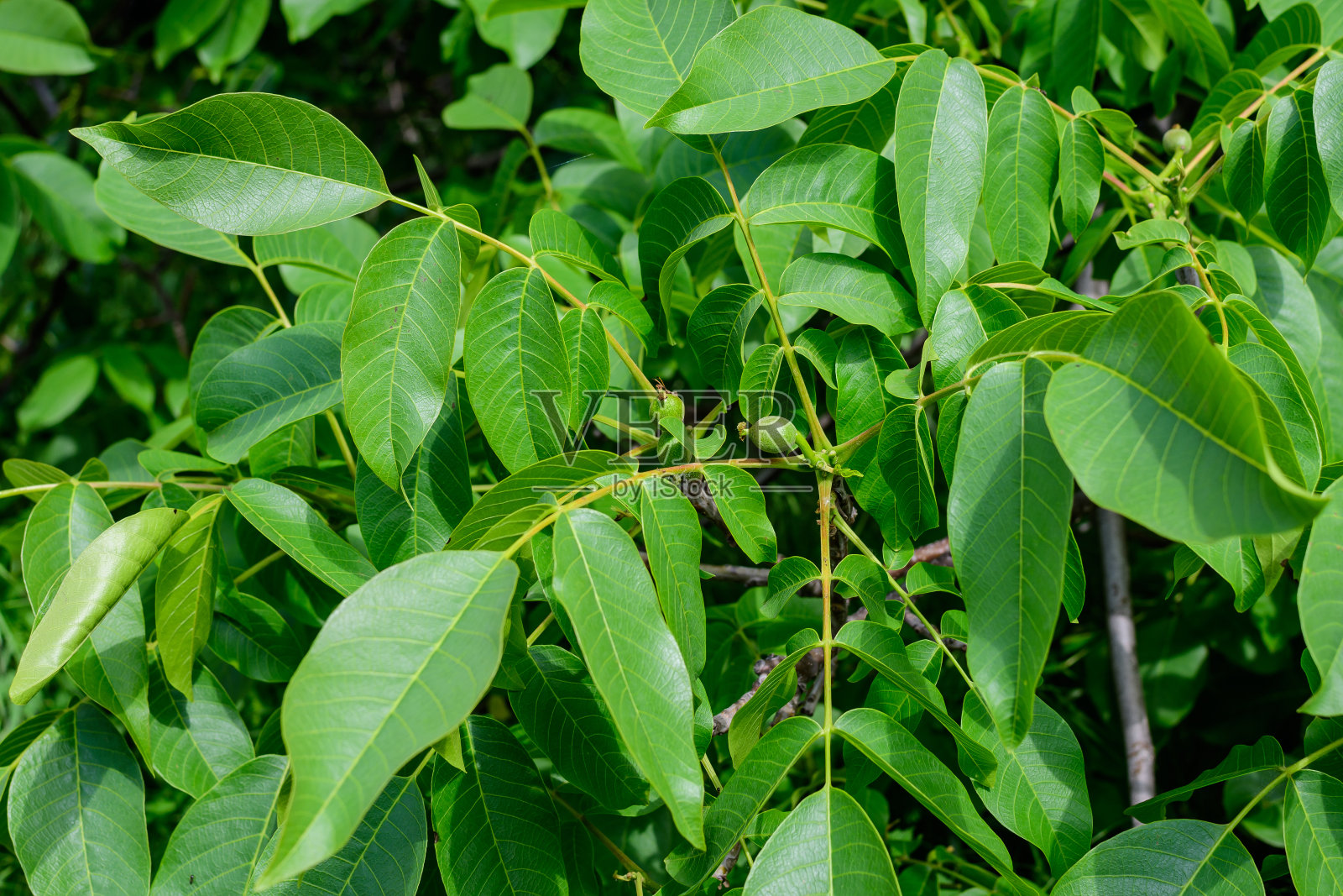 精致的小生动的绿色核桃和大叶子在树上，在阳光明媚的夏日，在阳光直射的花园，美丽的户外花卉背景拍摄与软焦点照片摄影图片