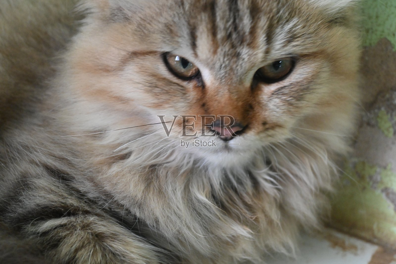 灰色波斯猫照片摄影图片